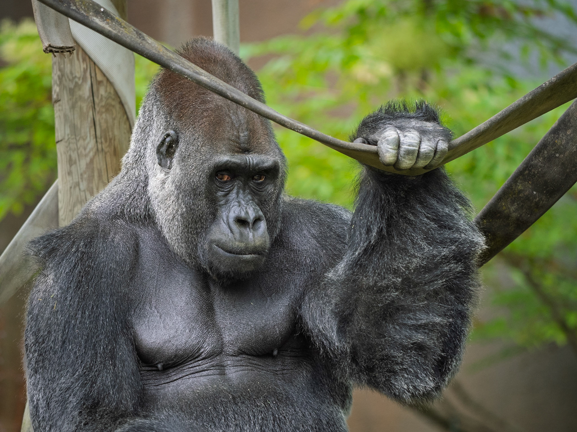 Gorilla, Granby Zoo