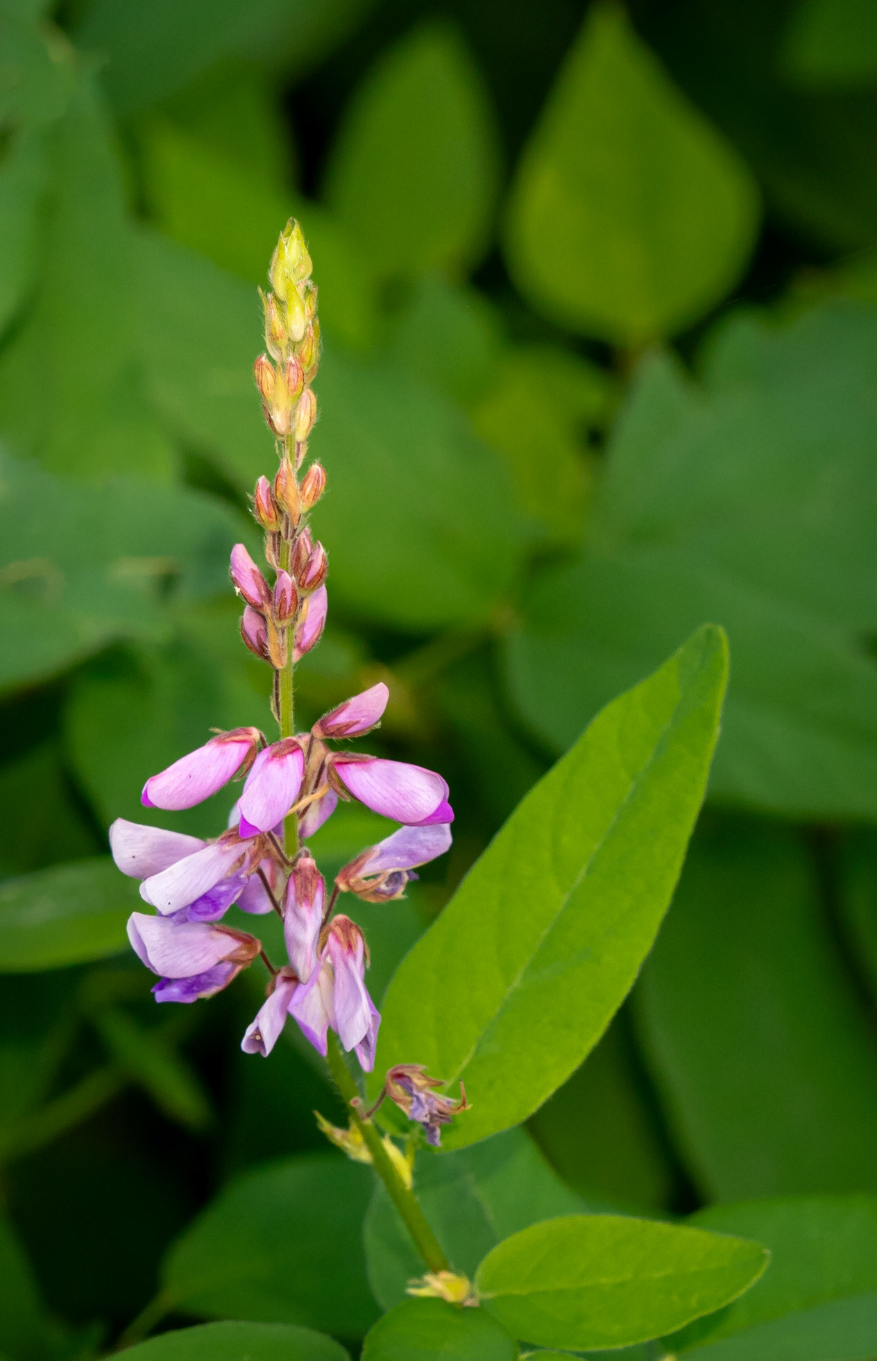 Showy tick-trefoil