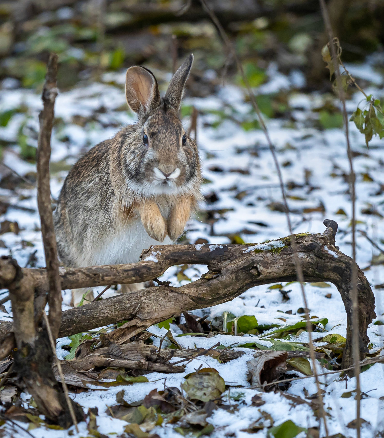 Peter Cottontail