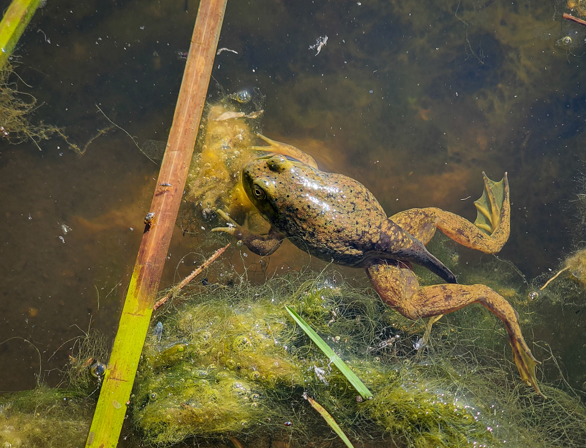 Frog with small portion of tadpole tail remaining
