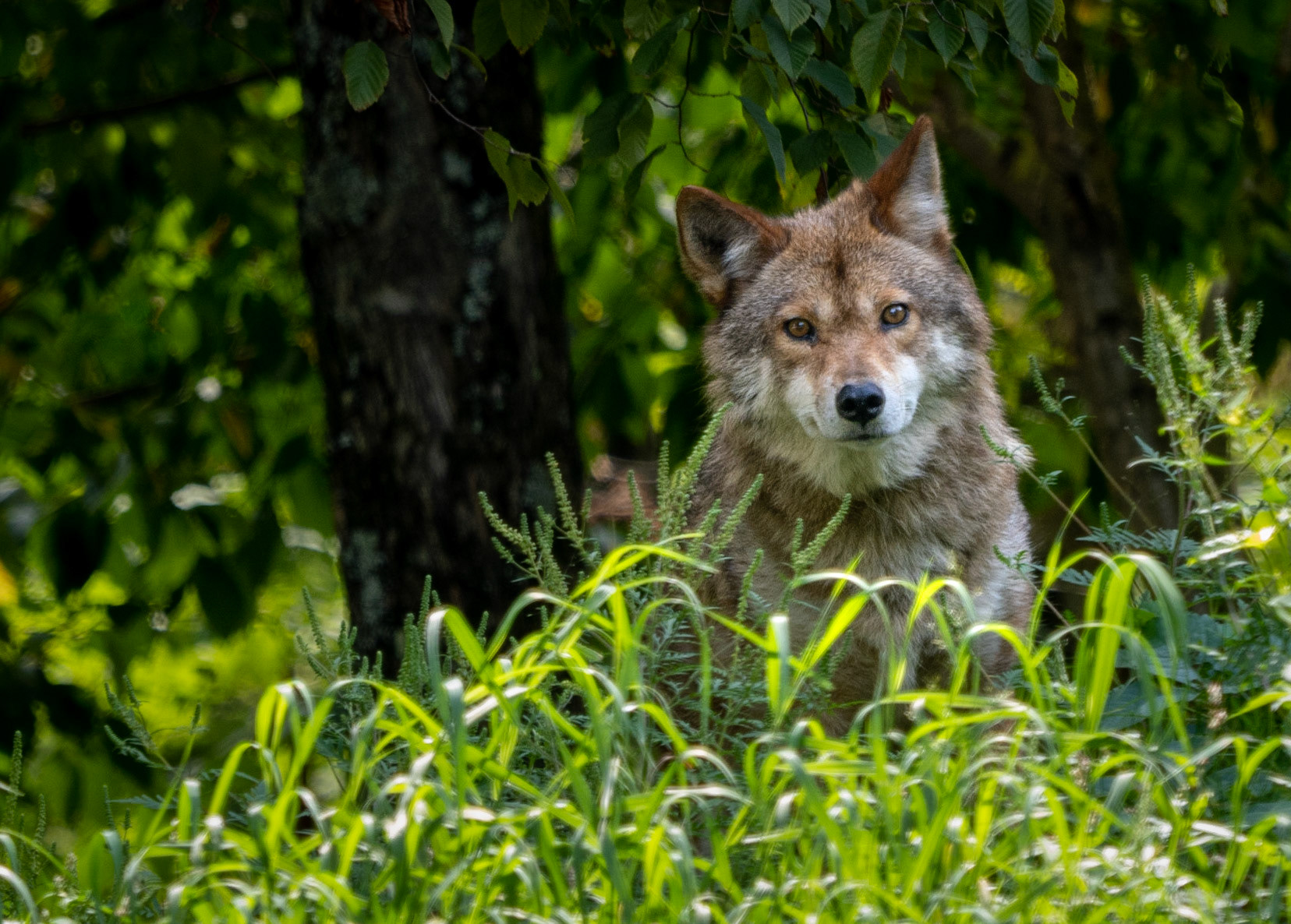 Coyote