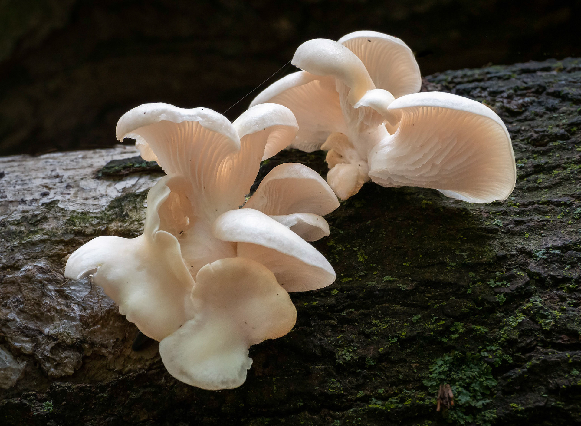 Mushroom