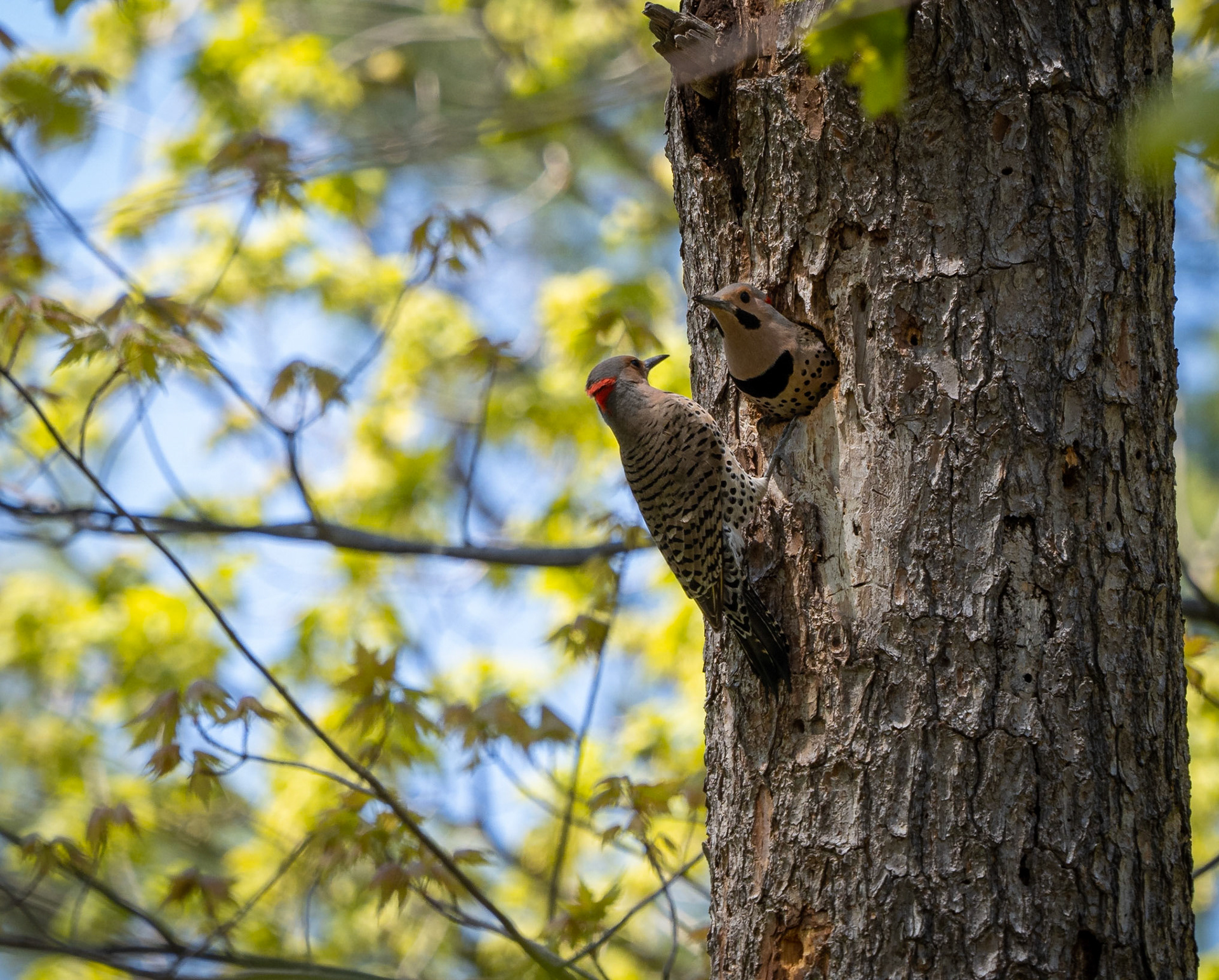 northern flicker