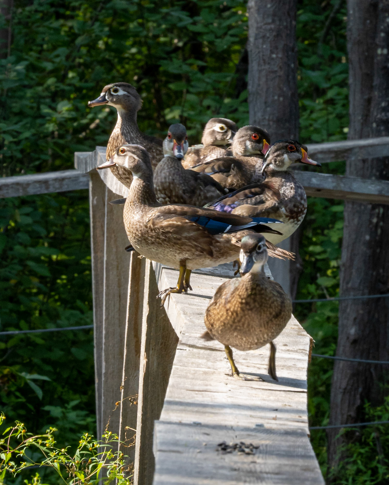 looking for cracked corn on the bridge railings
