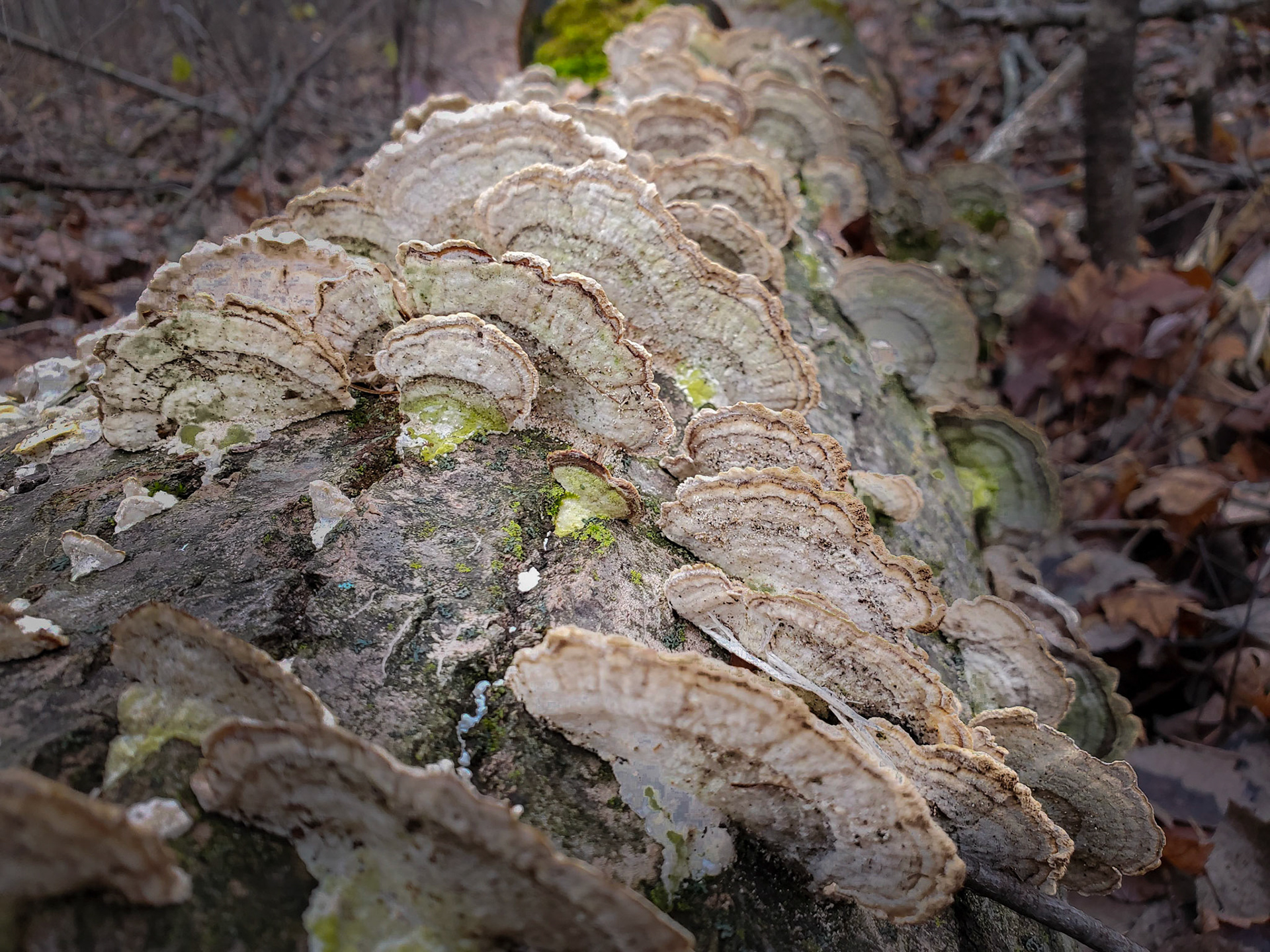 Turkey tail fungus, from the top