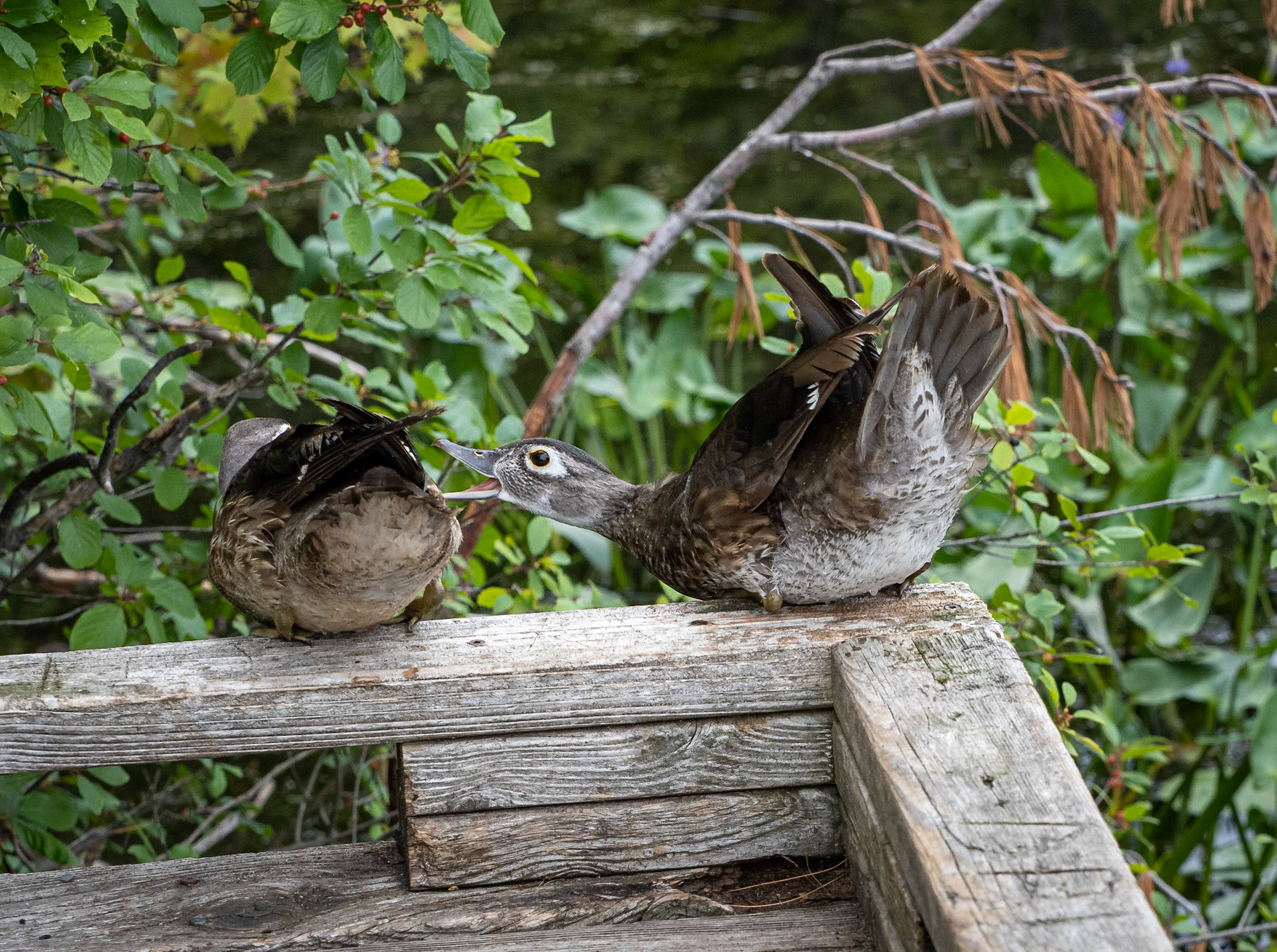Young female wood ducks "in discussion".
