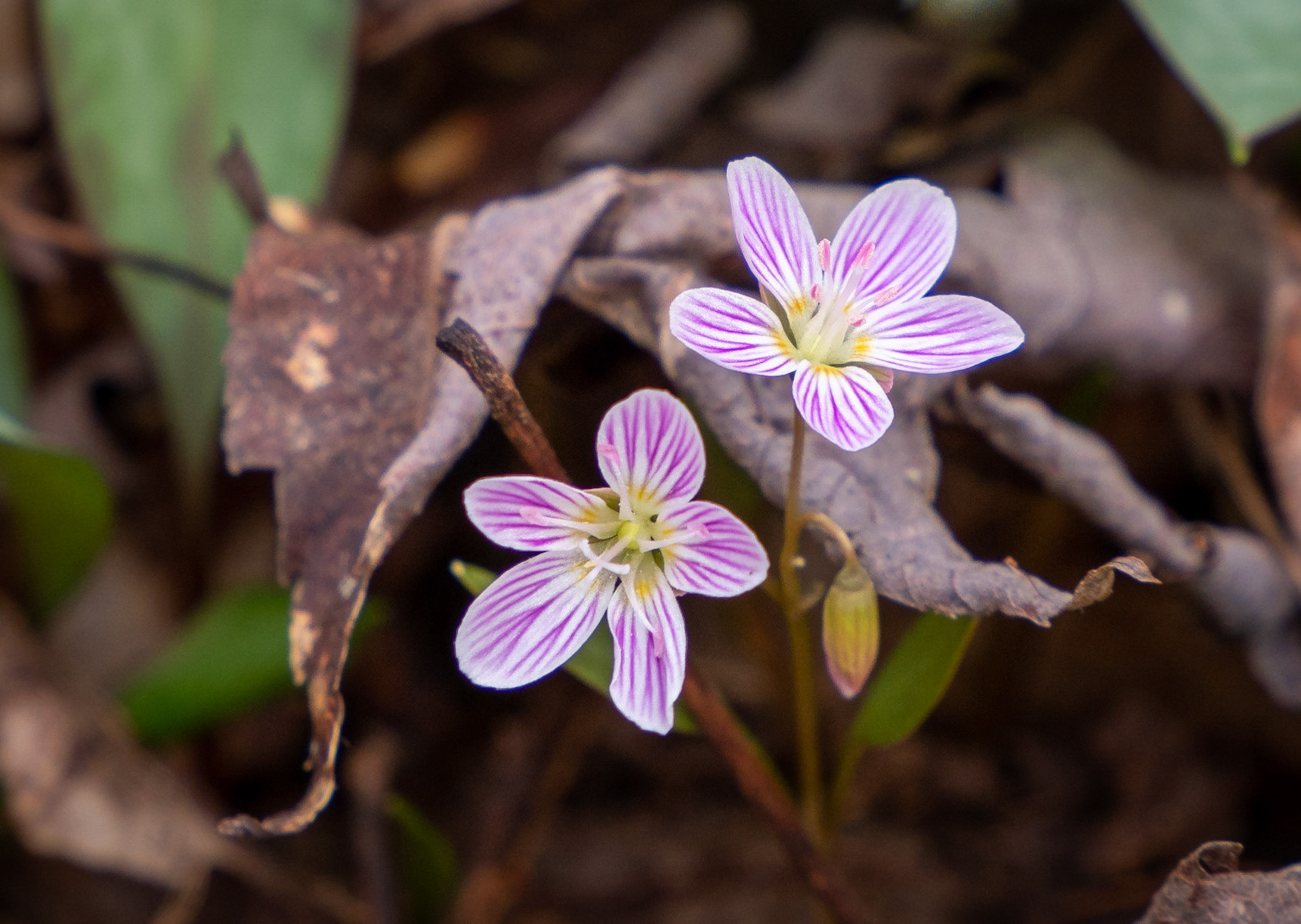 spring beauty