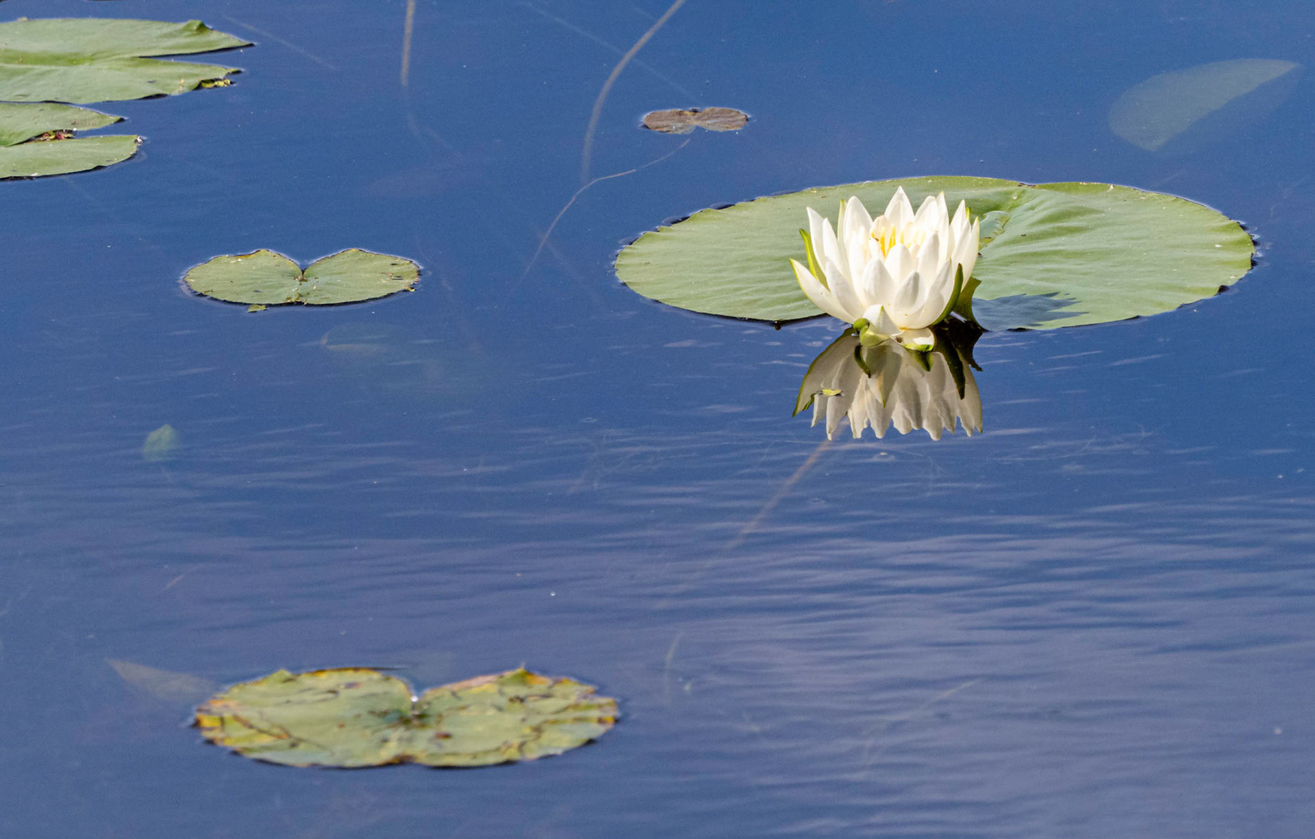 waterlily