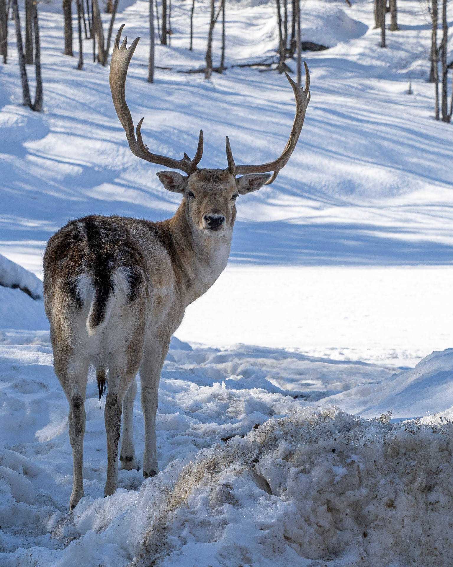 fallow deer