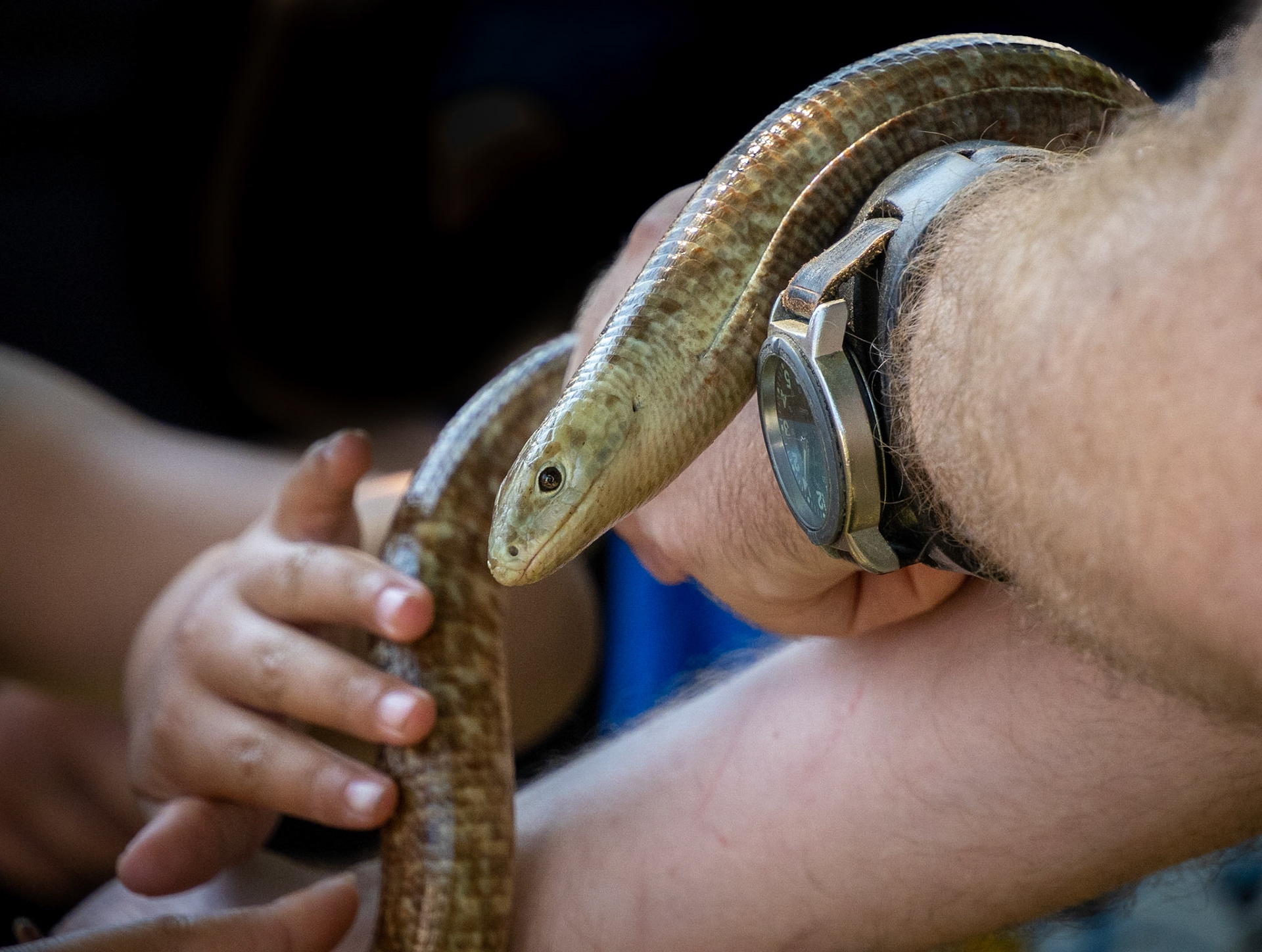 European legless lizard