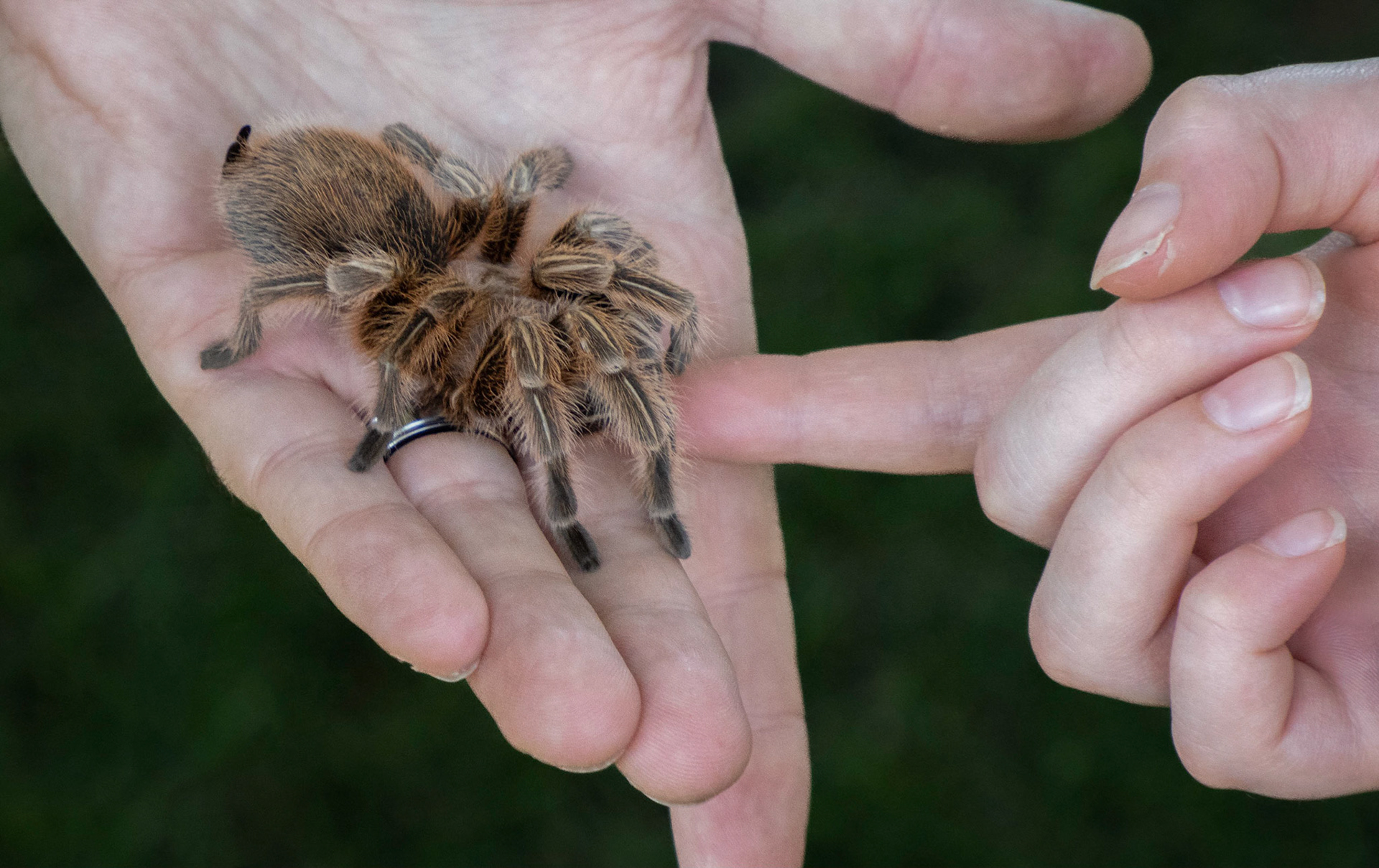 rose tarantula