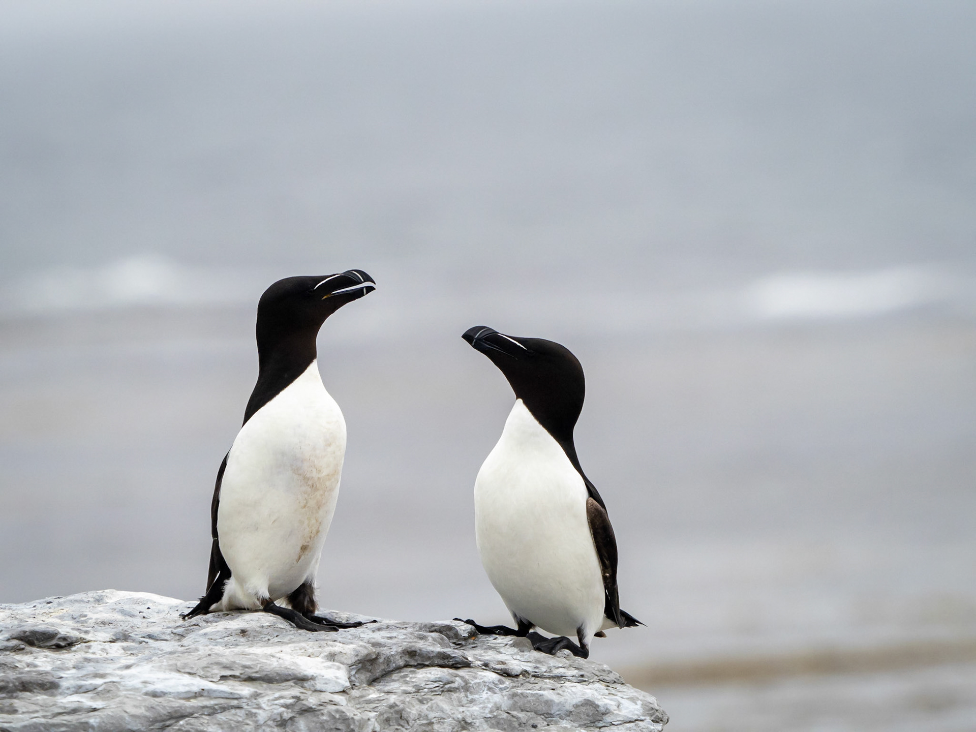 Razorbills