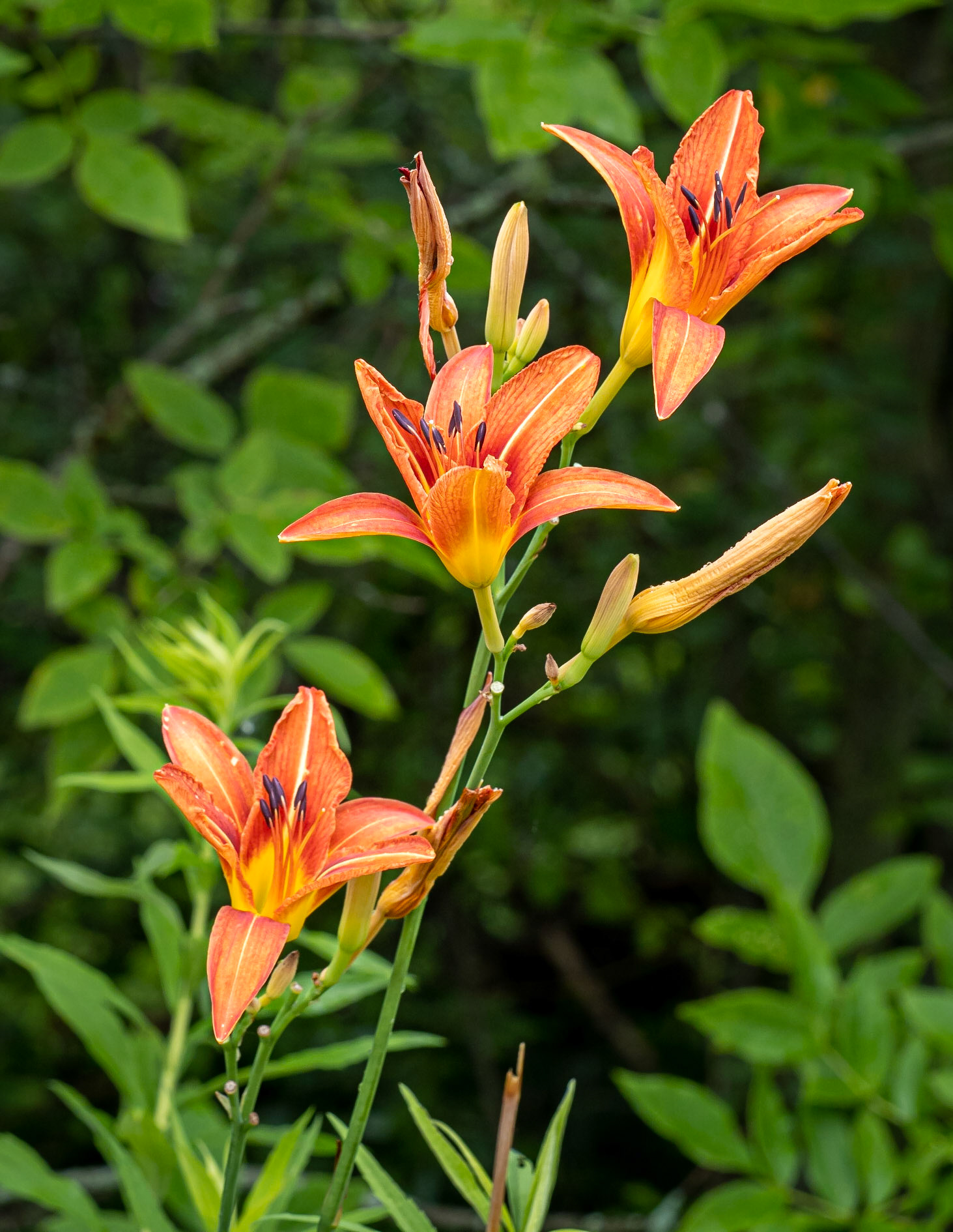 lilies