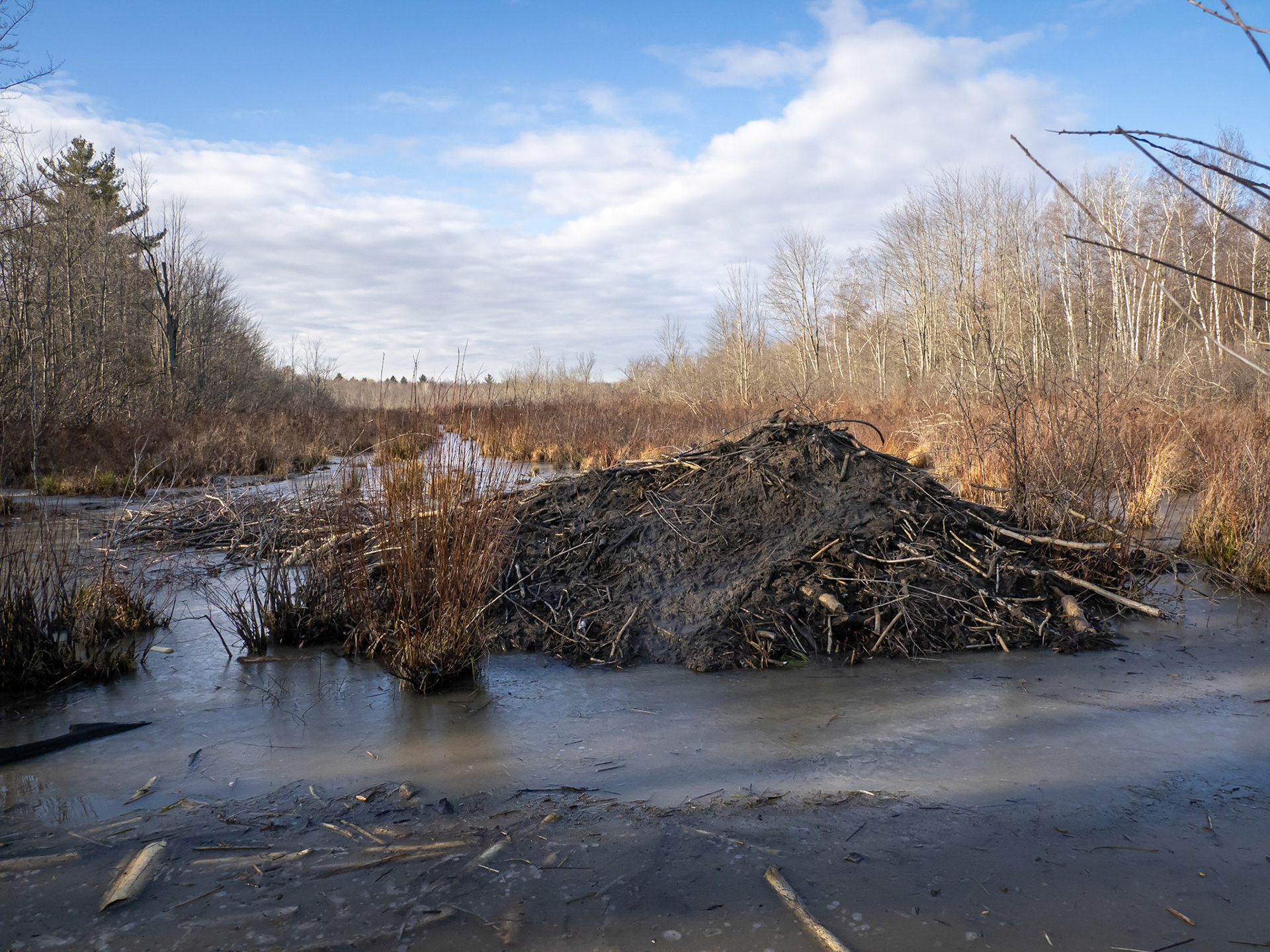 5 foot high mud slathered beaver lodge