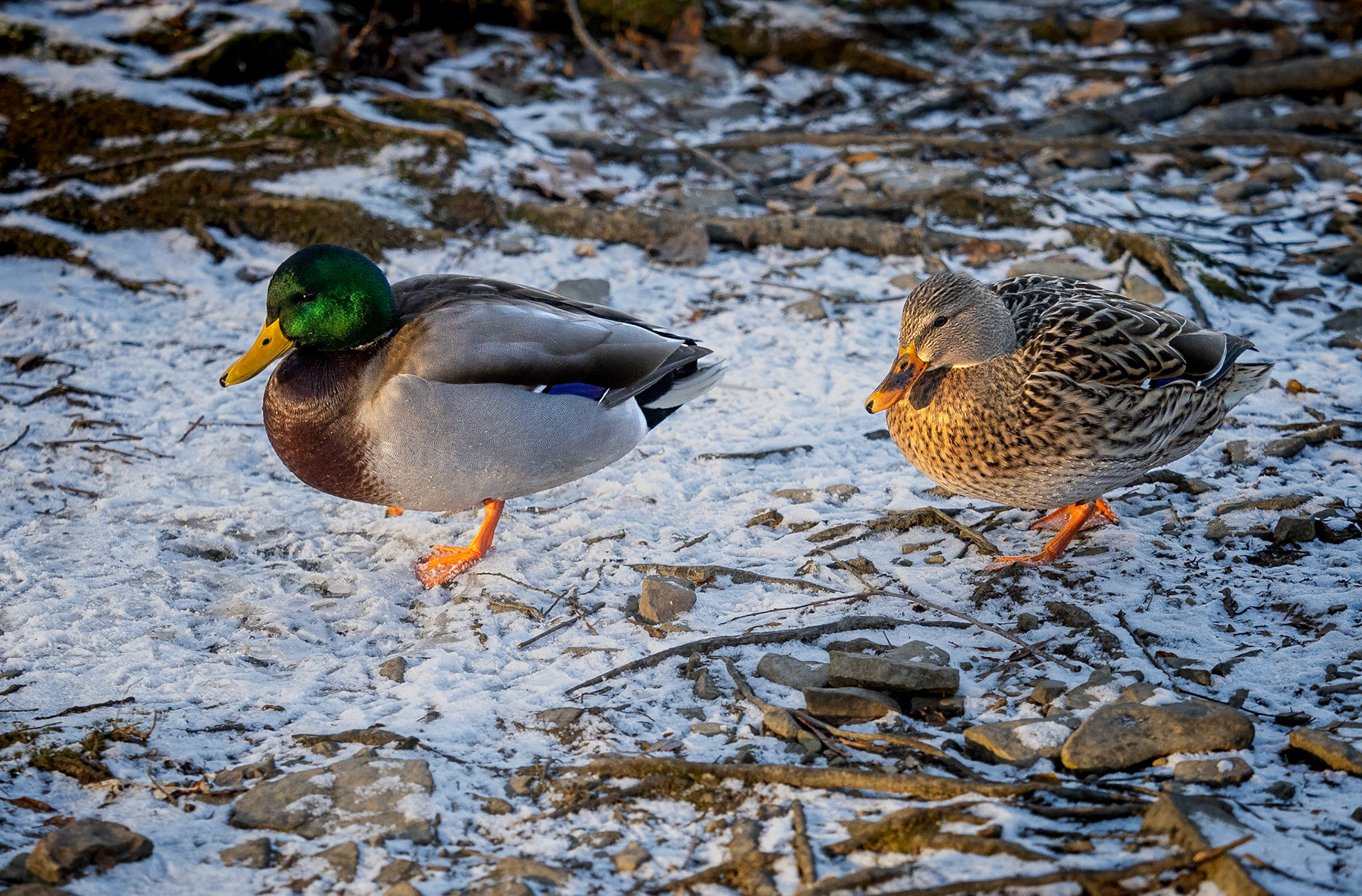 Male and female mallard duck