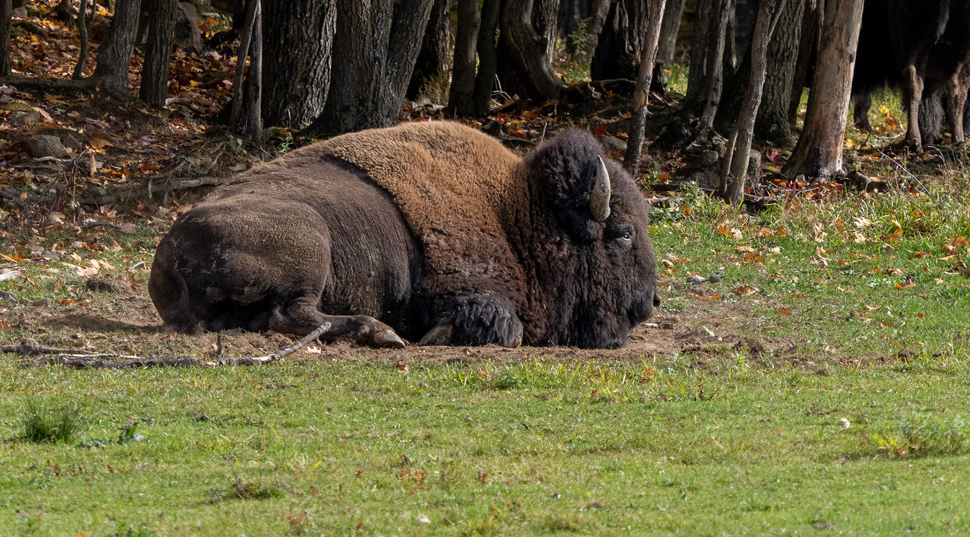 Male bison