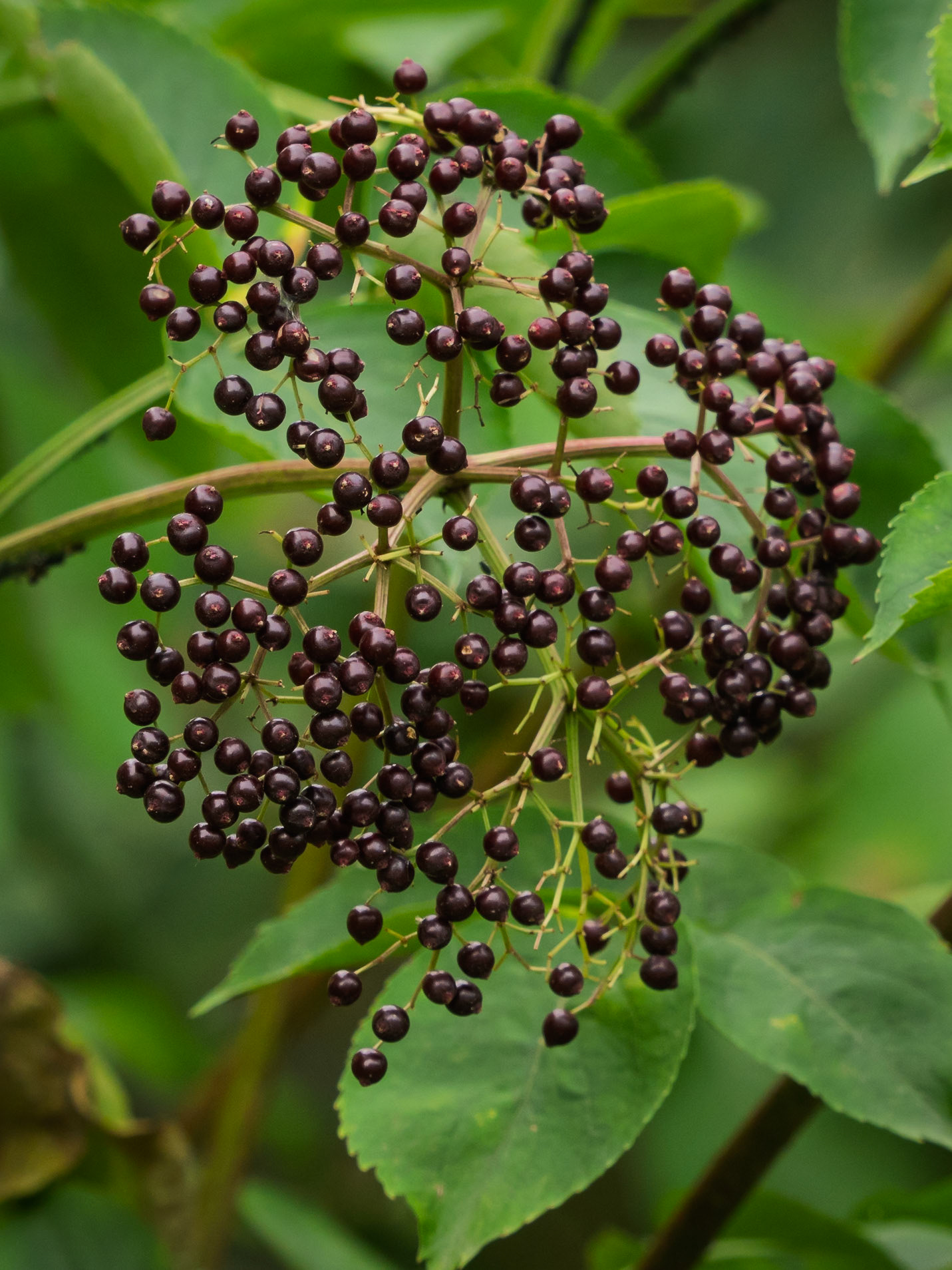 Elderberry