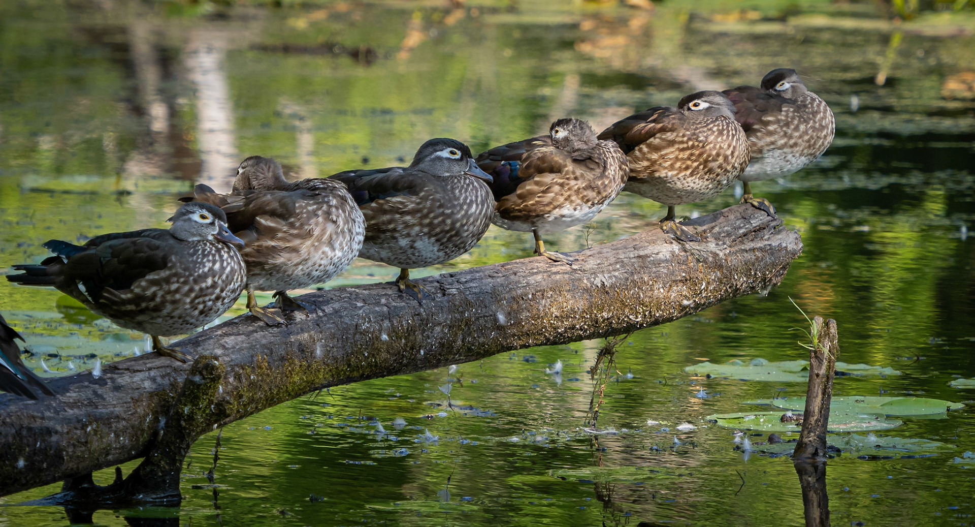 All females on the log