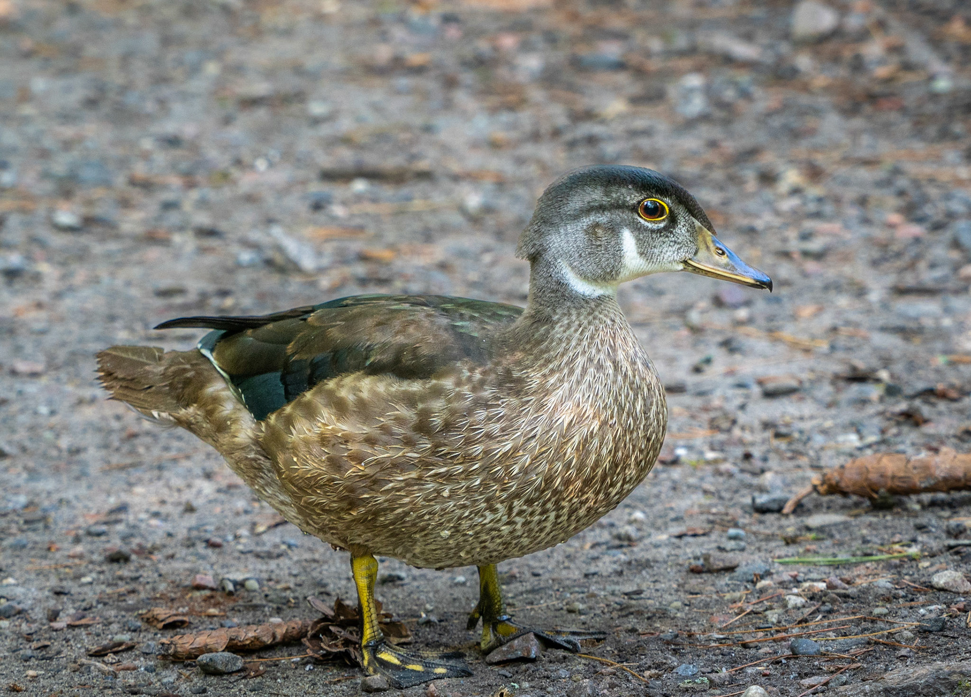 juvenile male