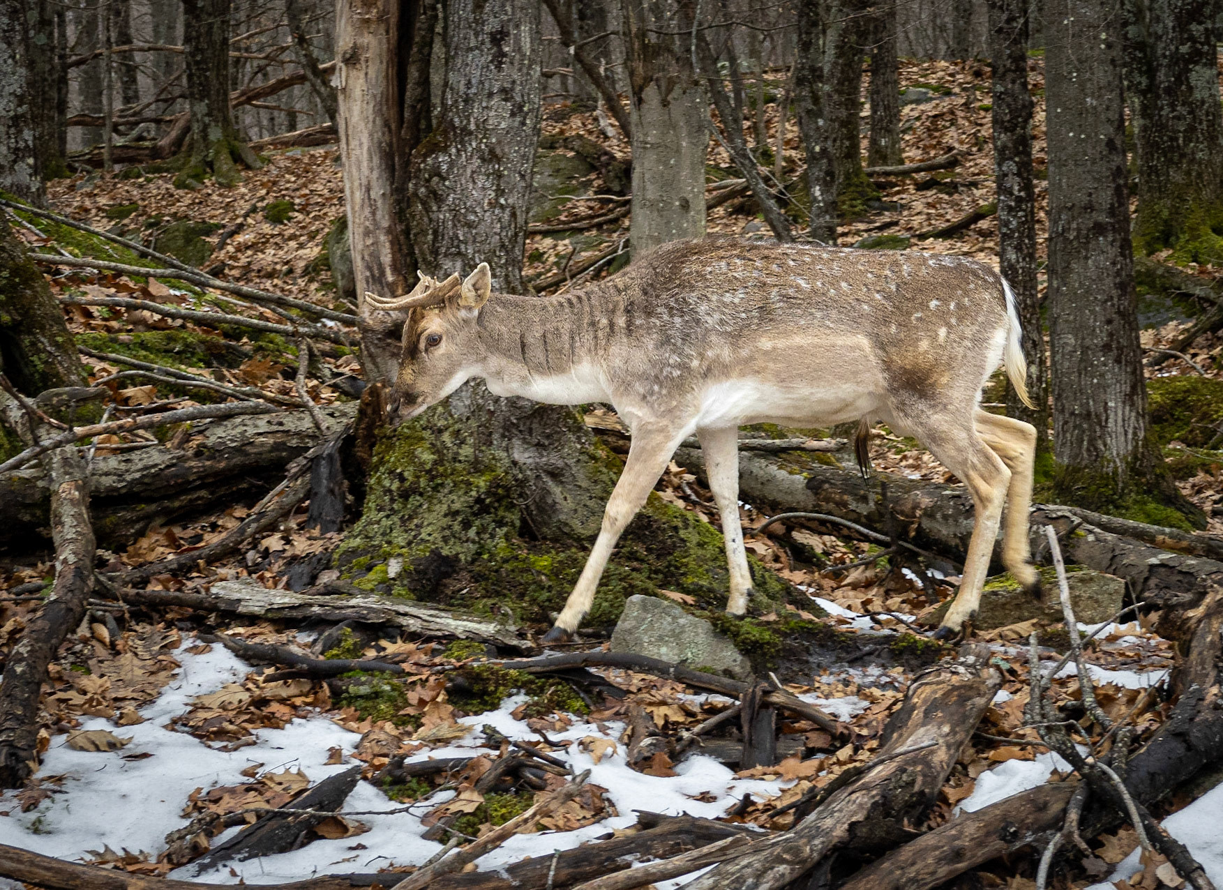 Fallow deer buck