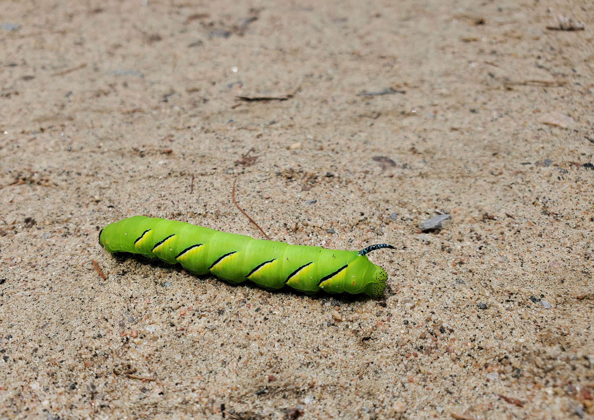 Laurel Sphinx moth