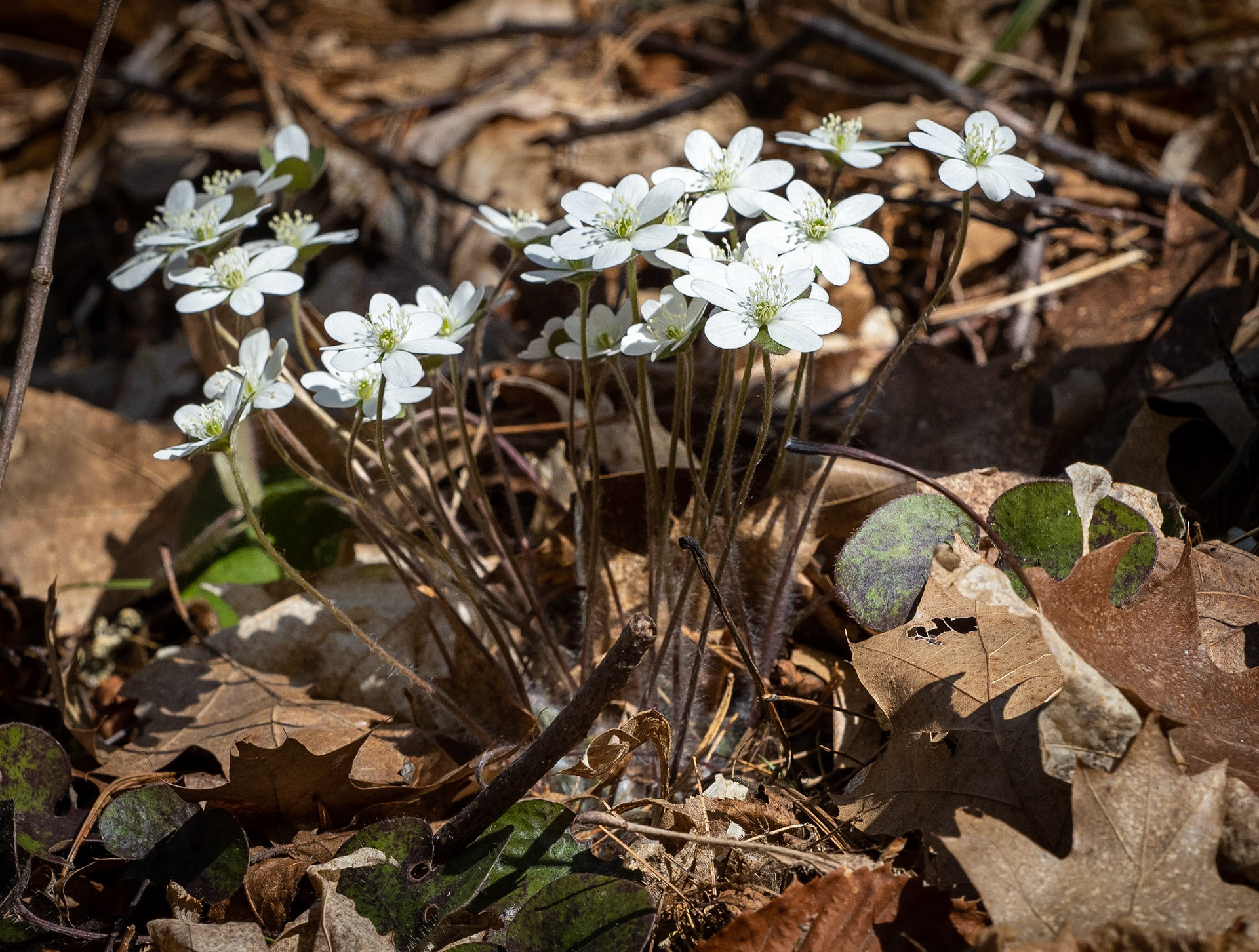 hepatica