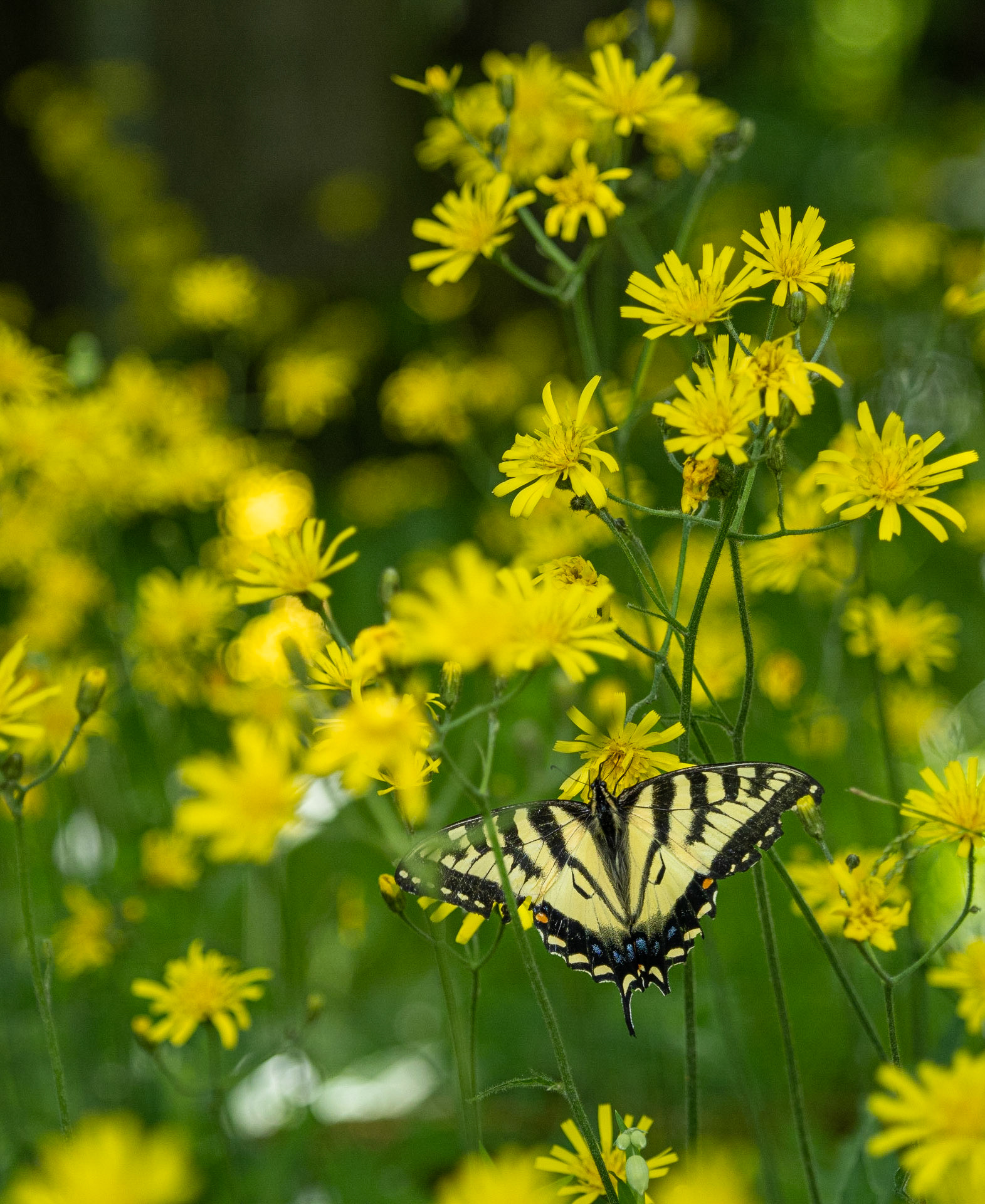 Yellow swallowtail on hawkweed