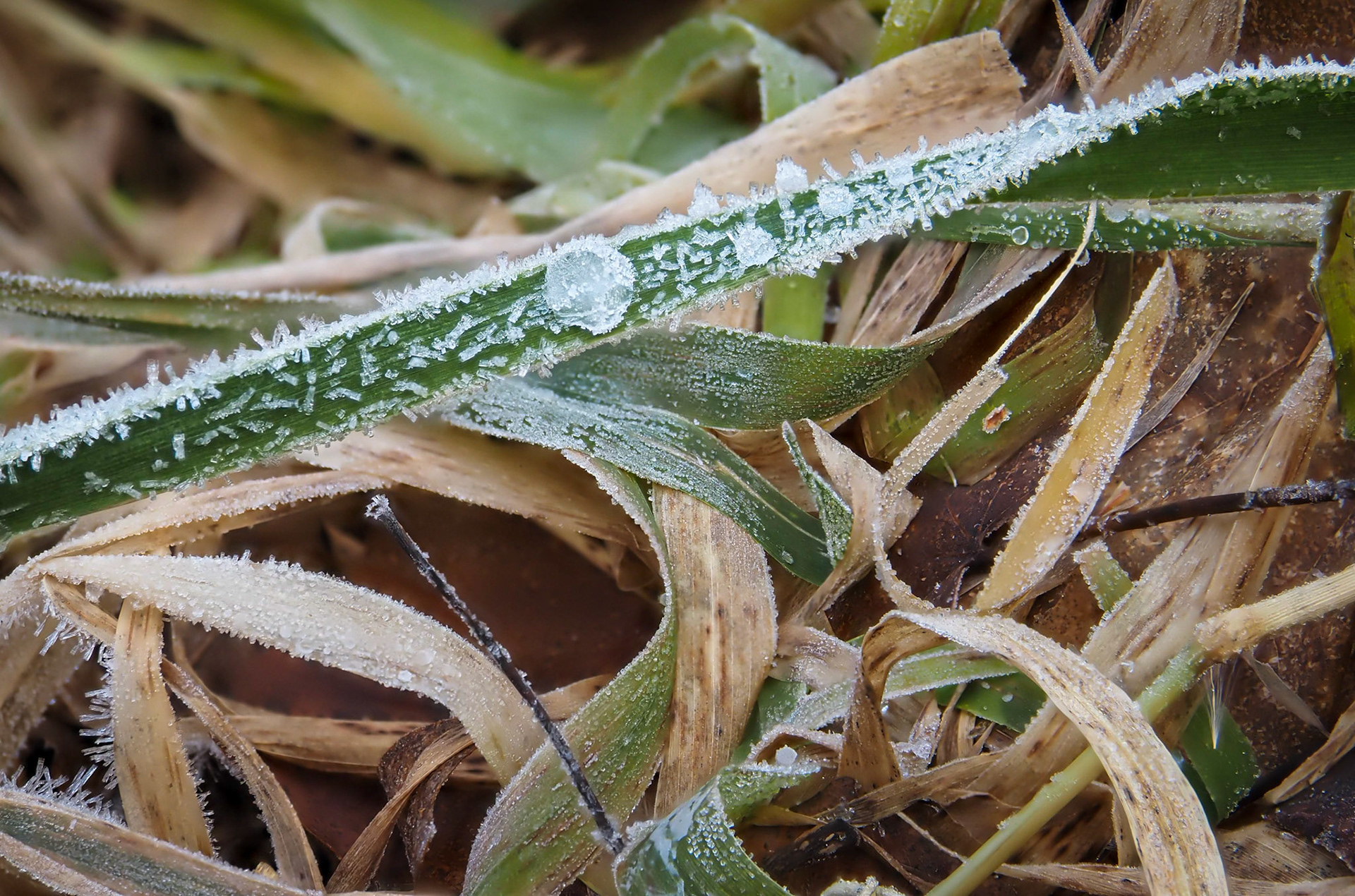frozen moisture on grass