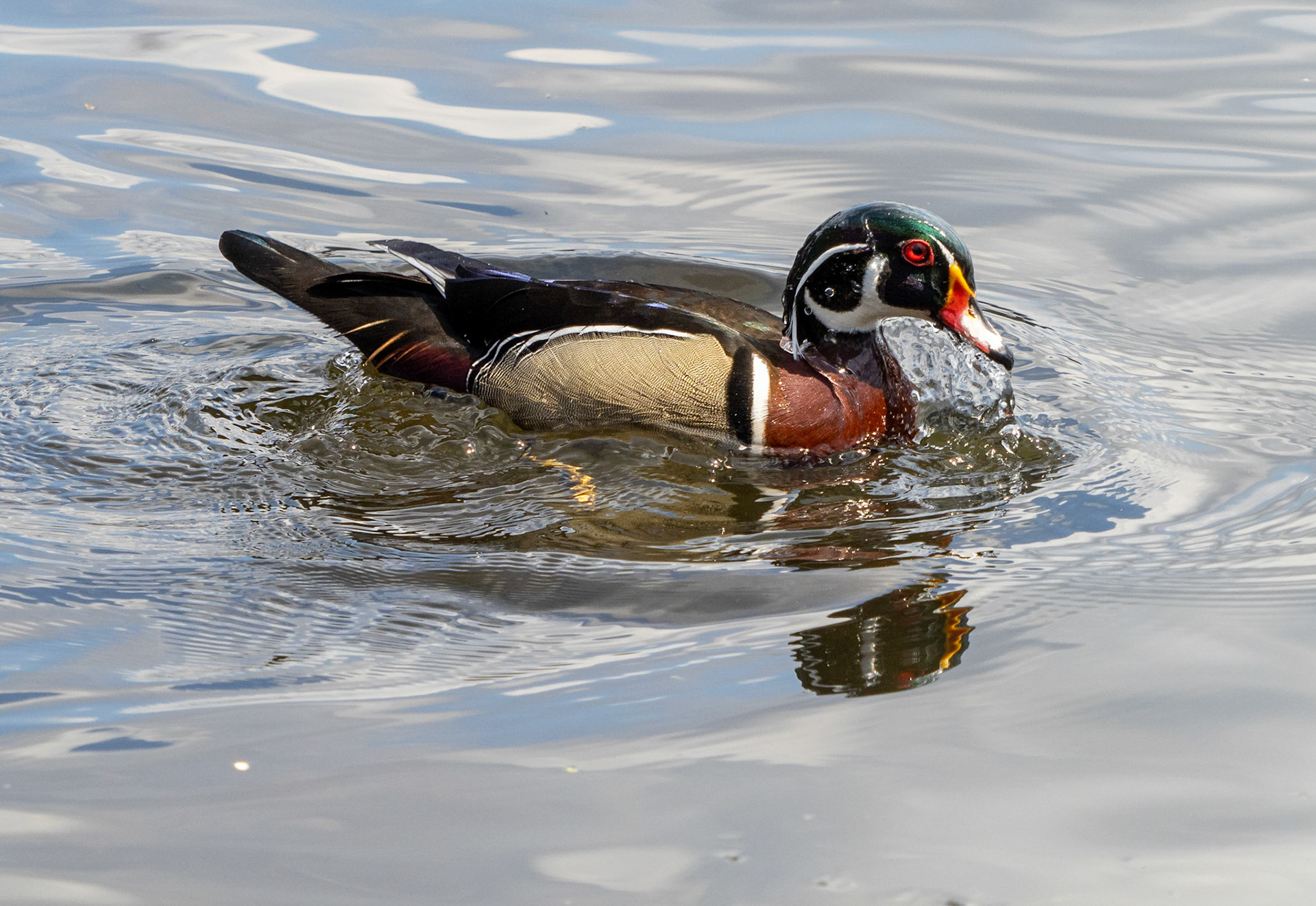 wood duck