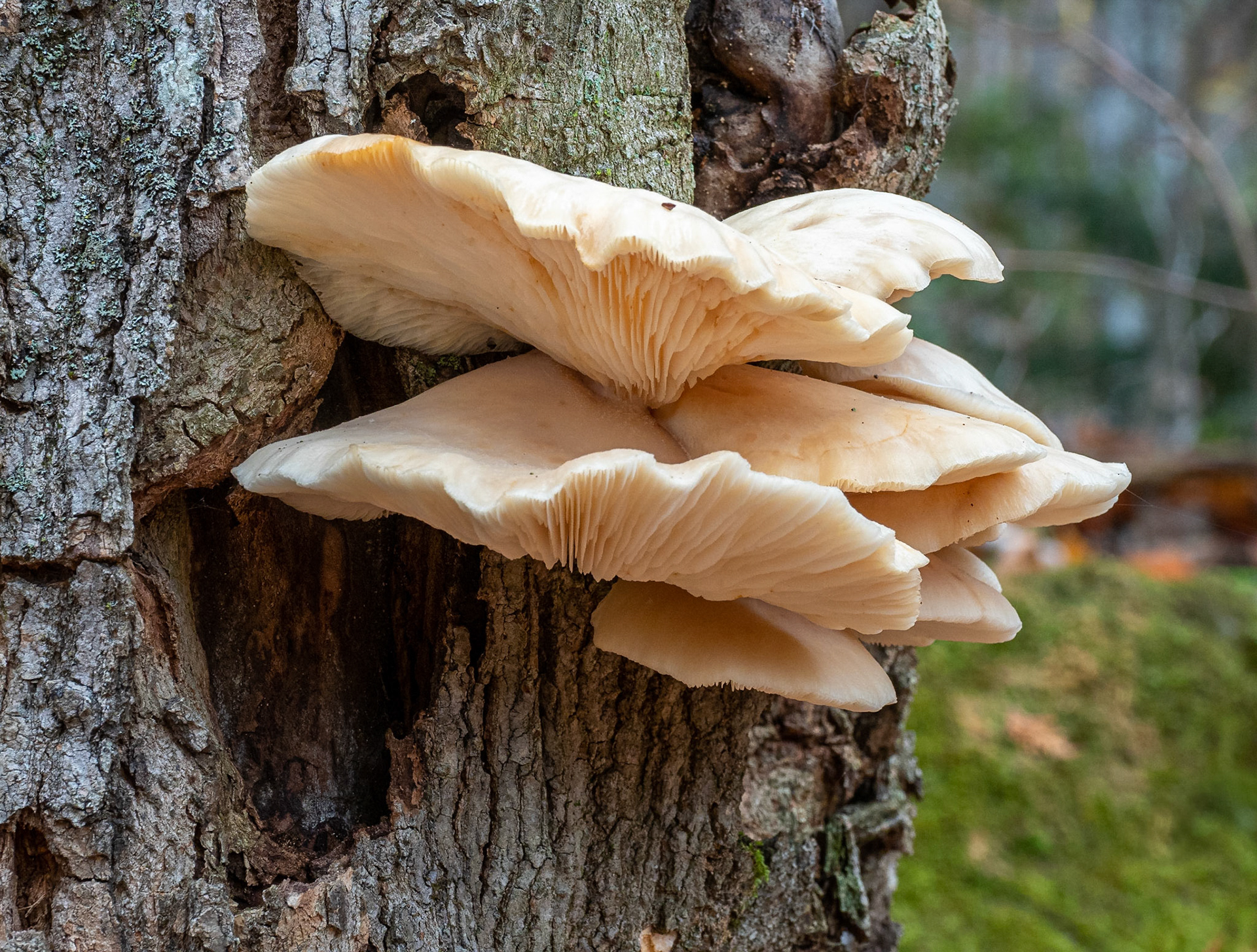 Mushroom growth
