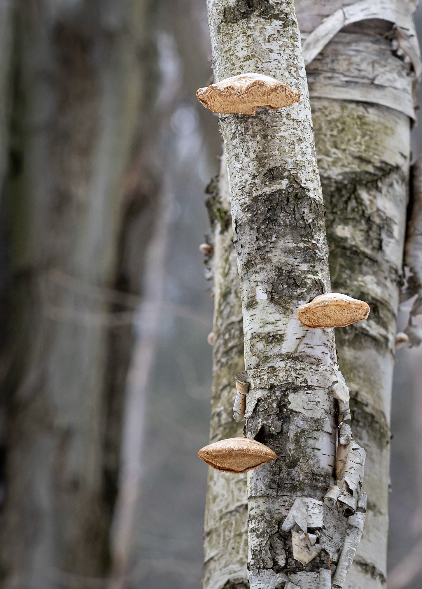 Bracket fungi