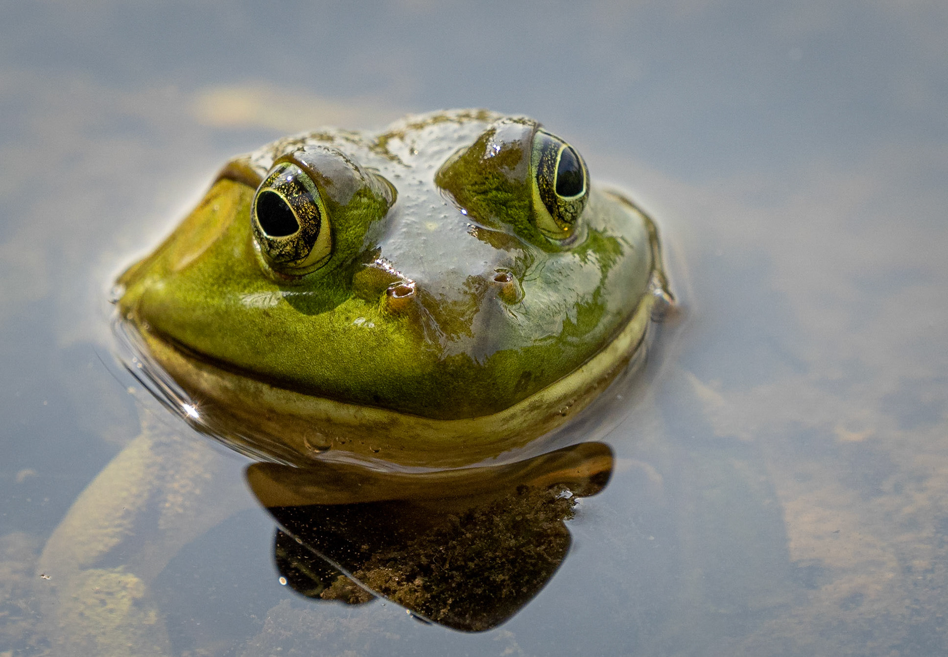 bull frog