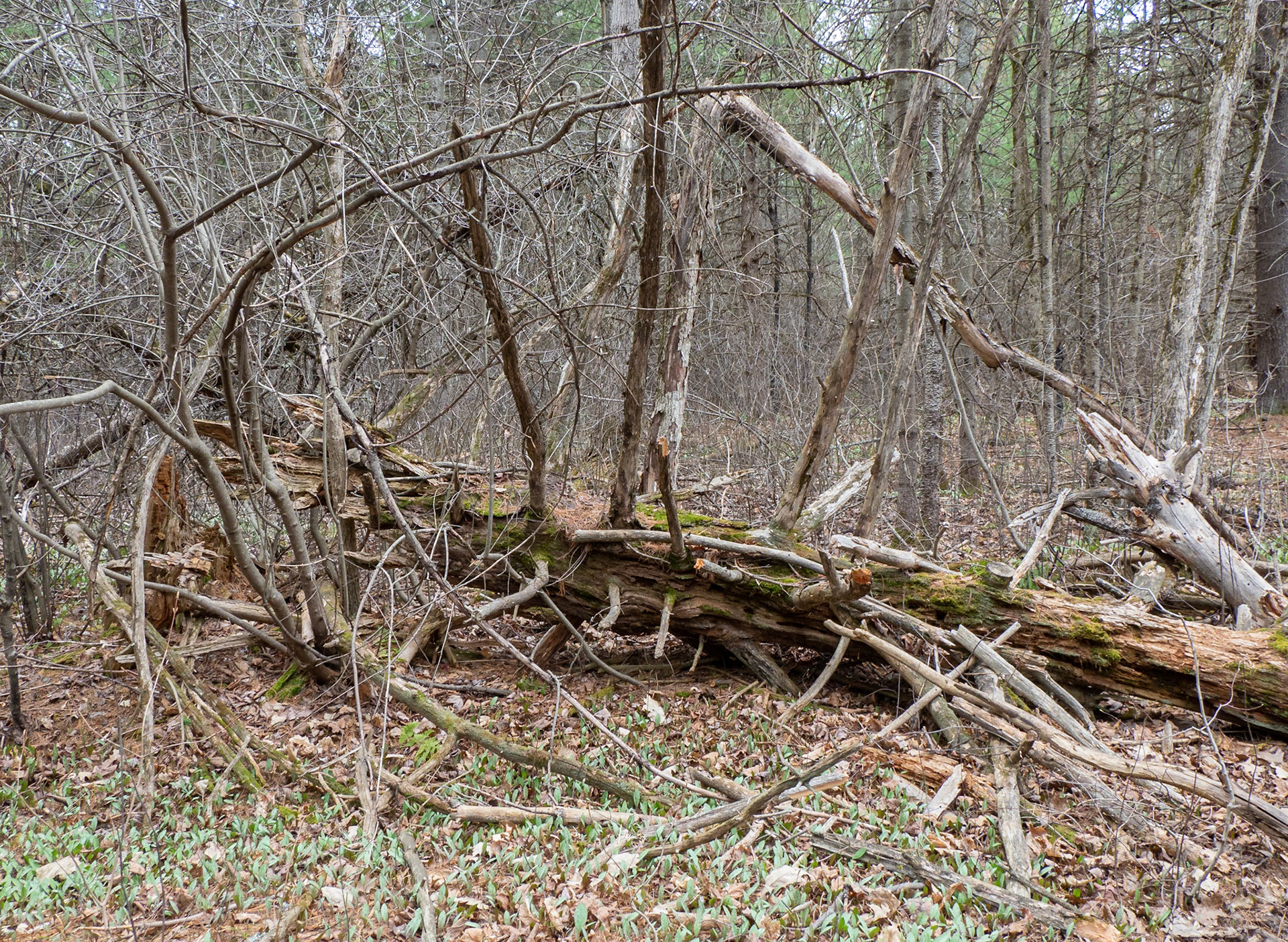 decaying pine tree