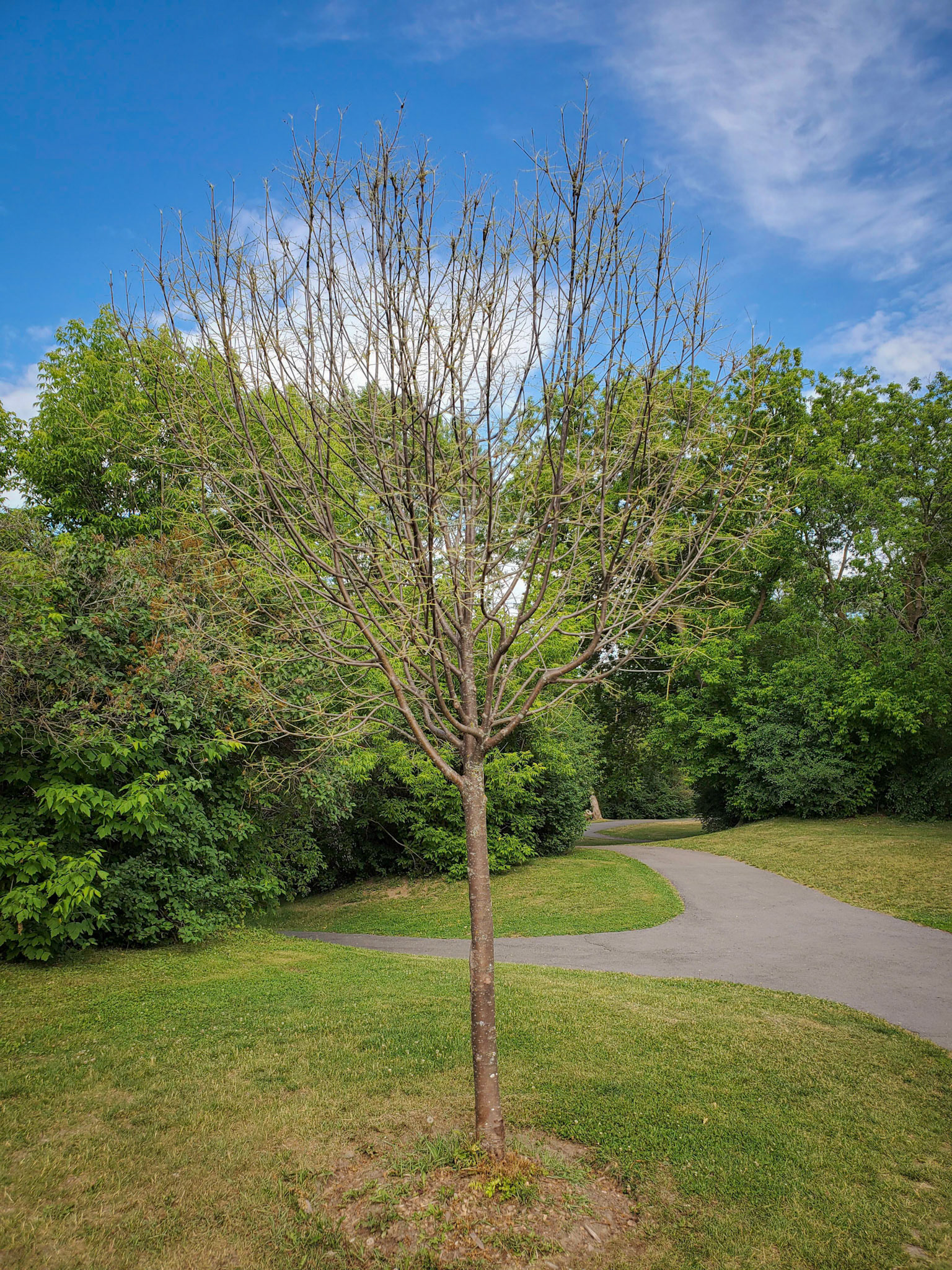young oak stripped bare