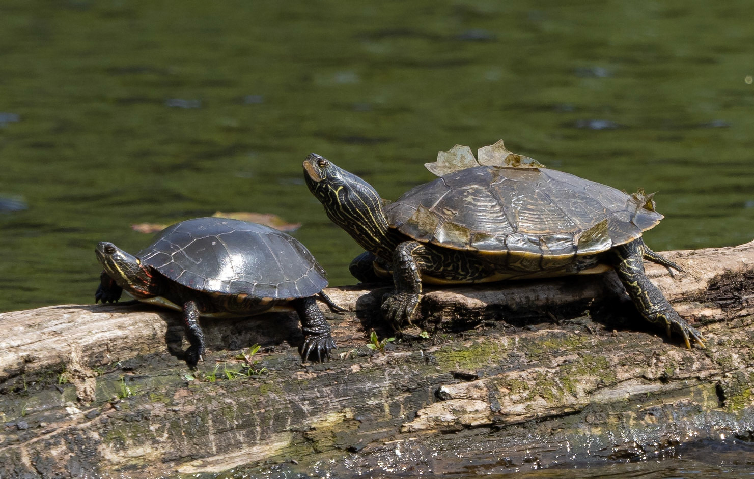 Painted turtle on left and map turtle on right