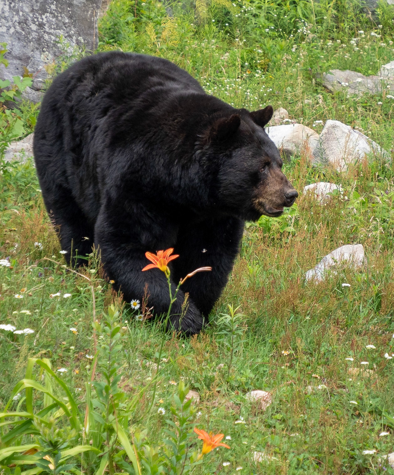 Black bear and tiger lily