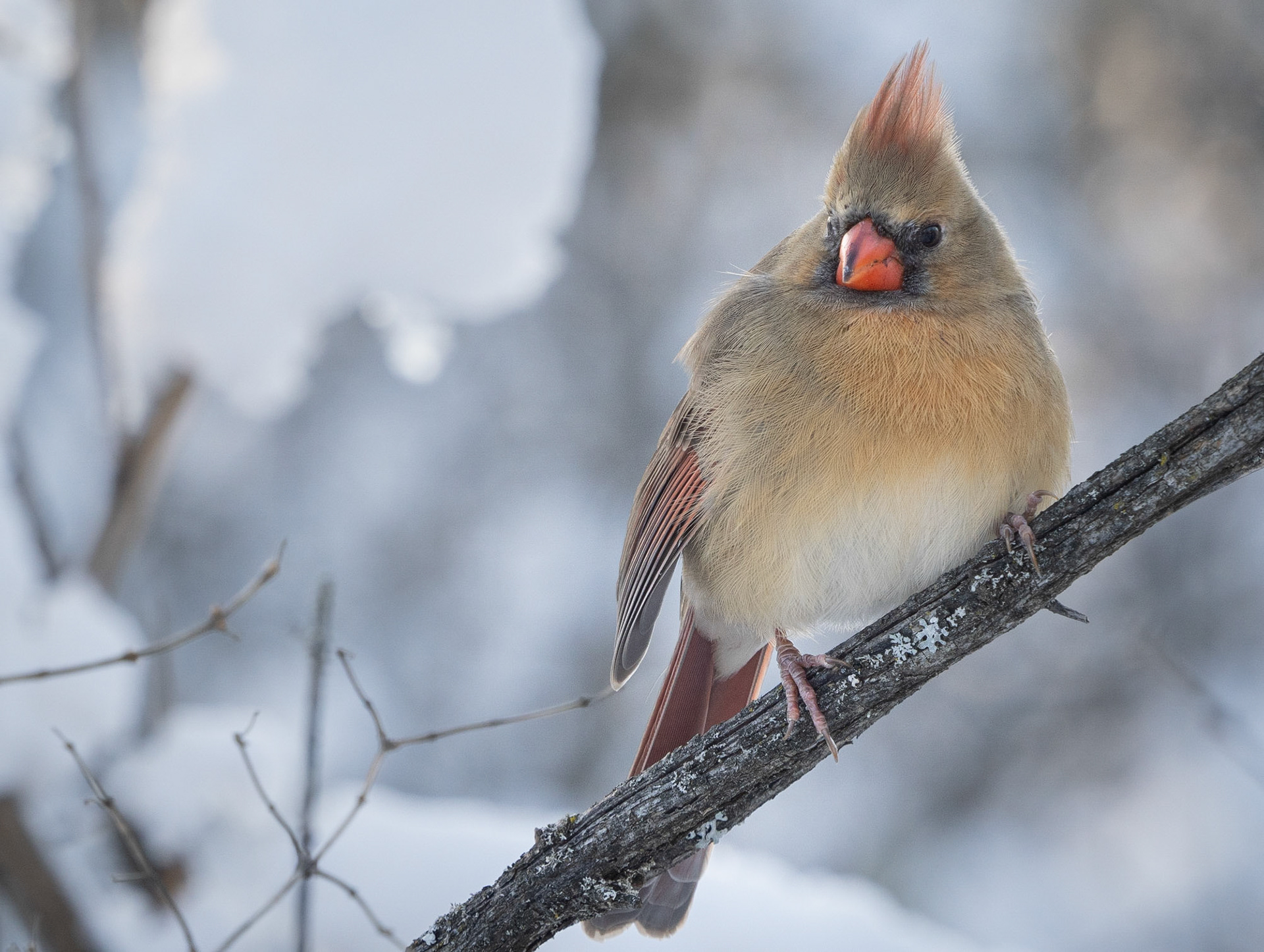 Female cardinal