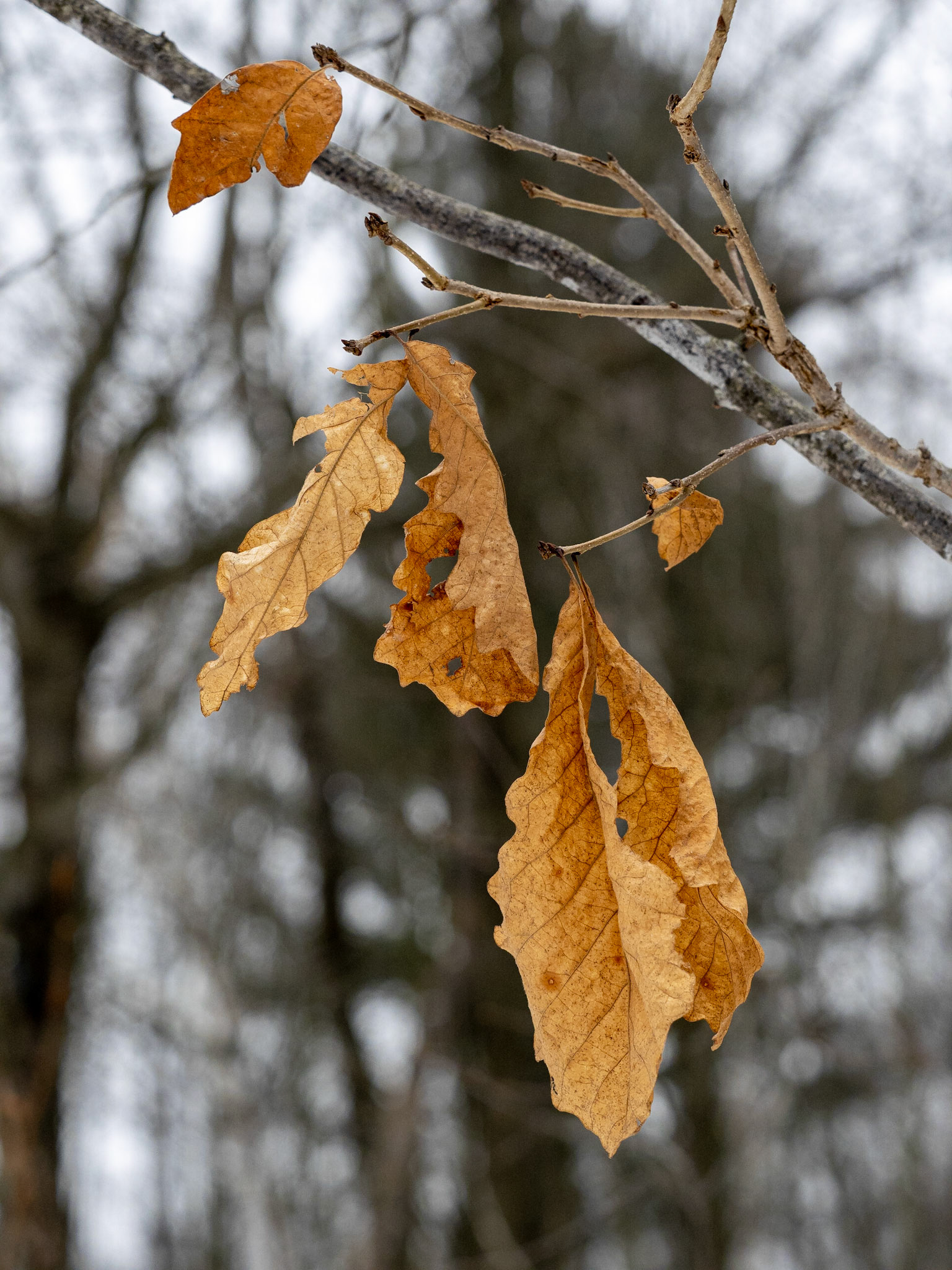 Oak leaves