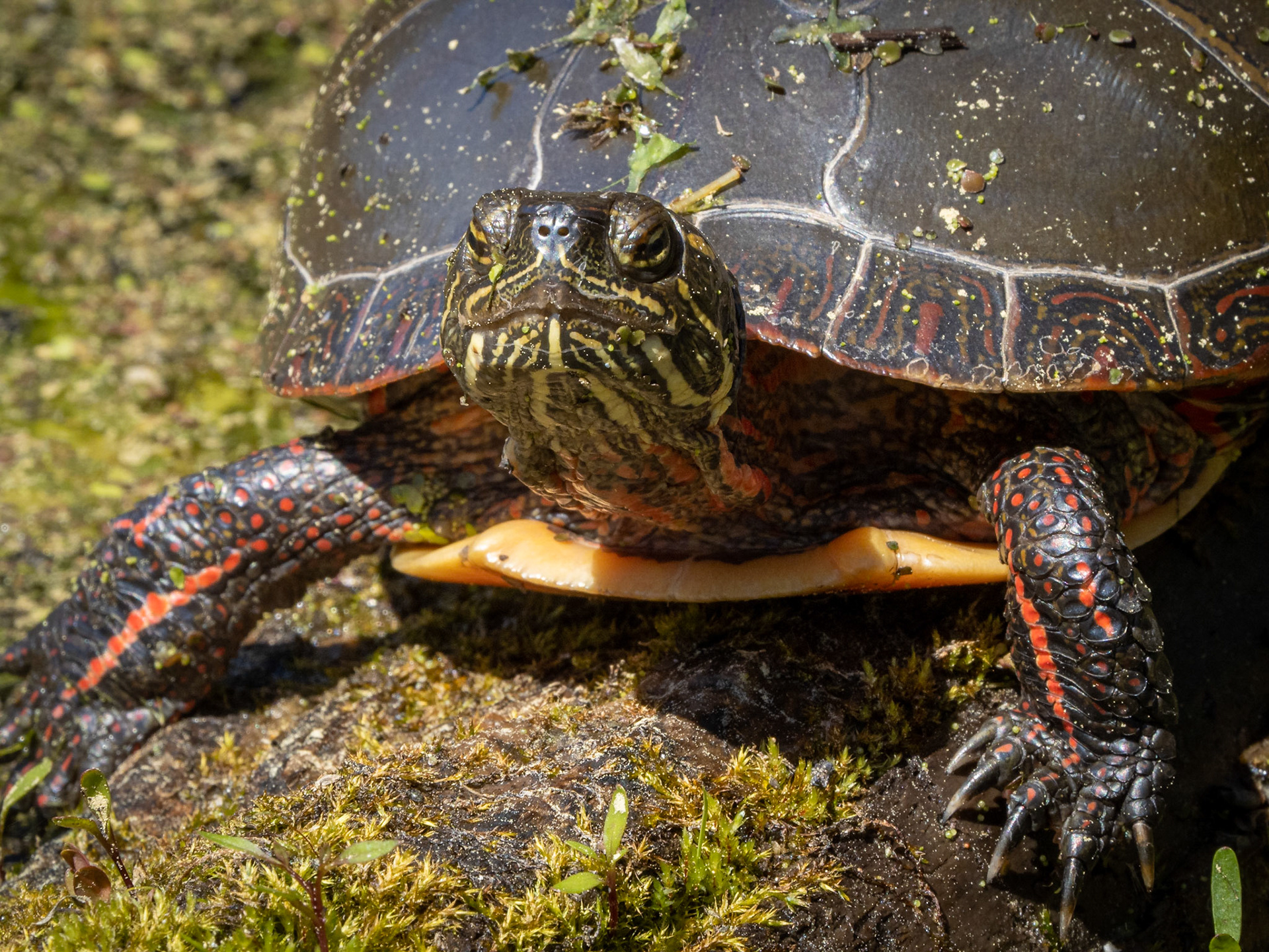painted turtle