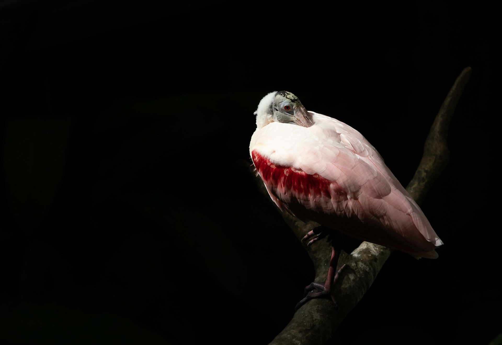 roseate spoonbill
