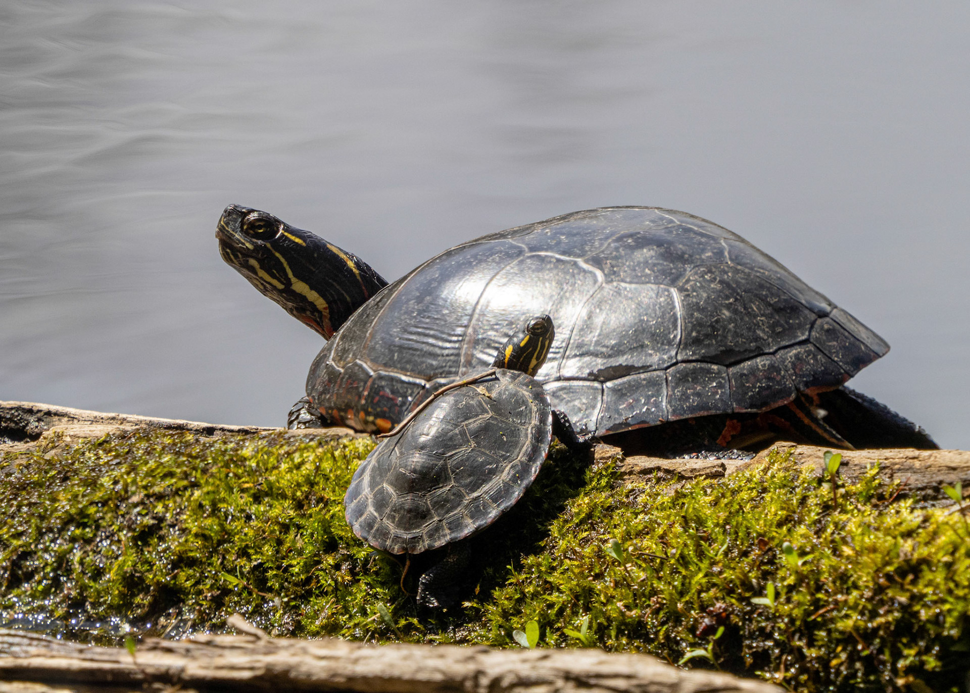 Painted turtles