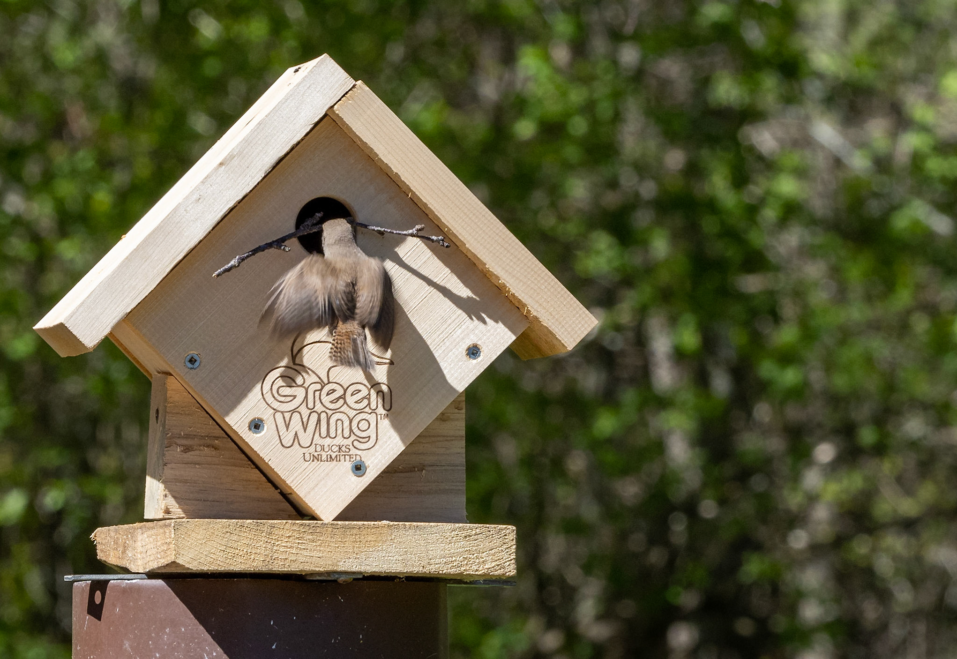 house wren building nest