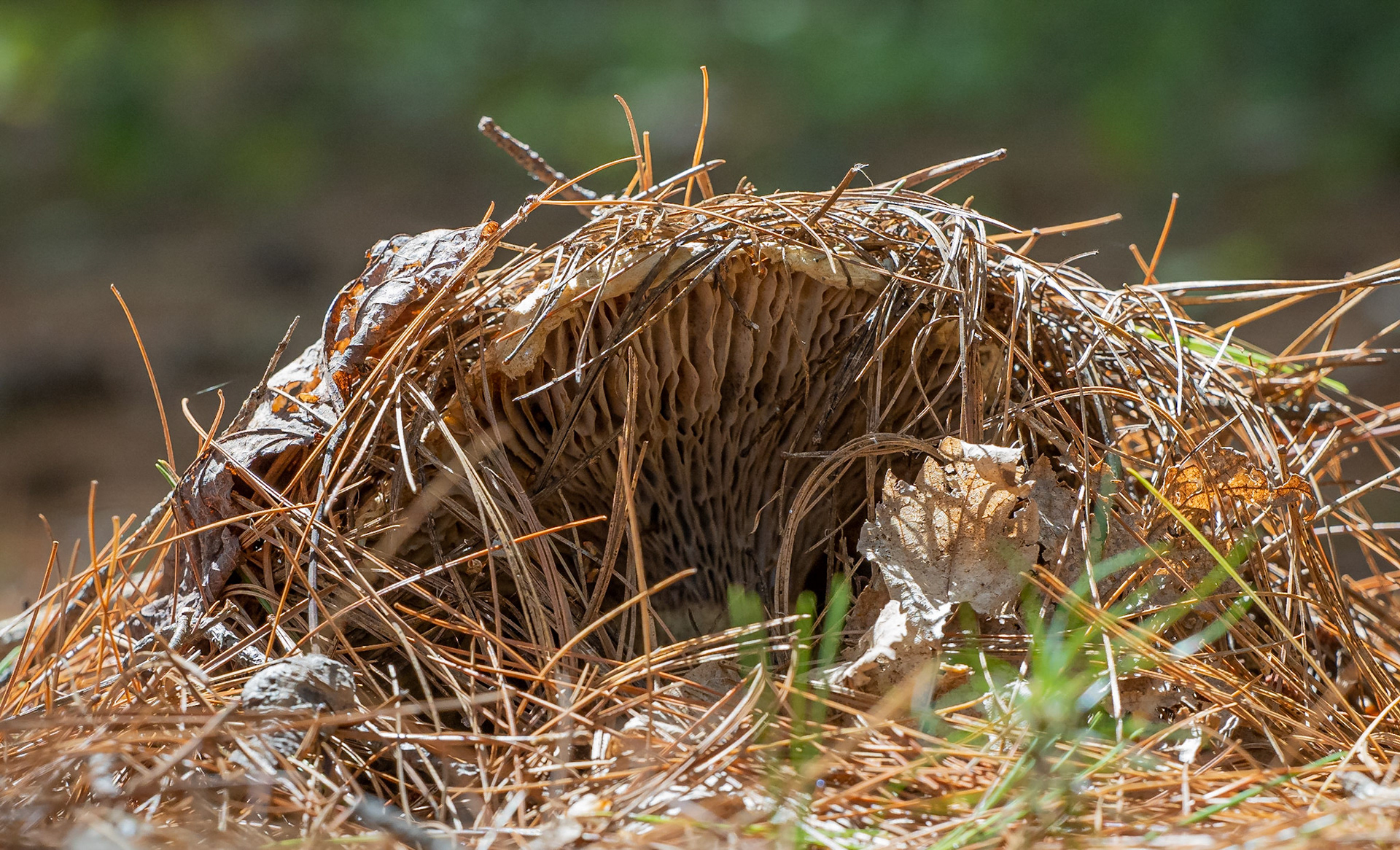coming through the pine needles