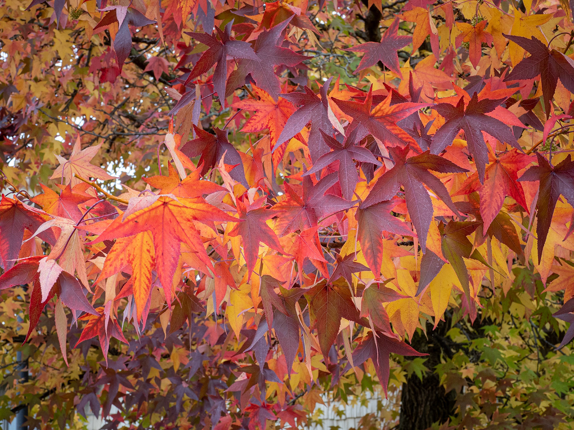 Sweer gum tree, Montezuma Wildlife Refuge