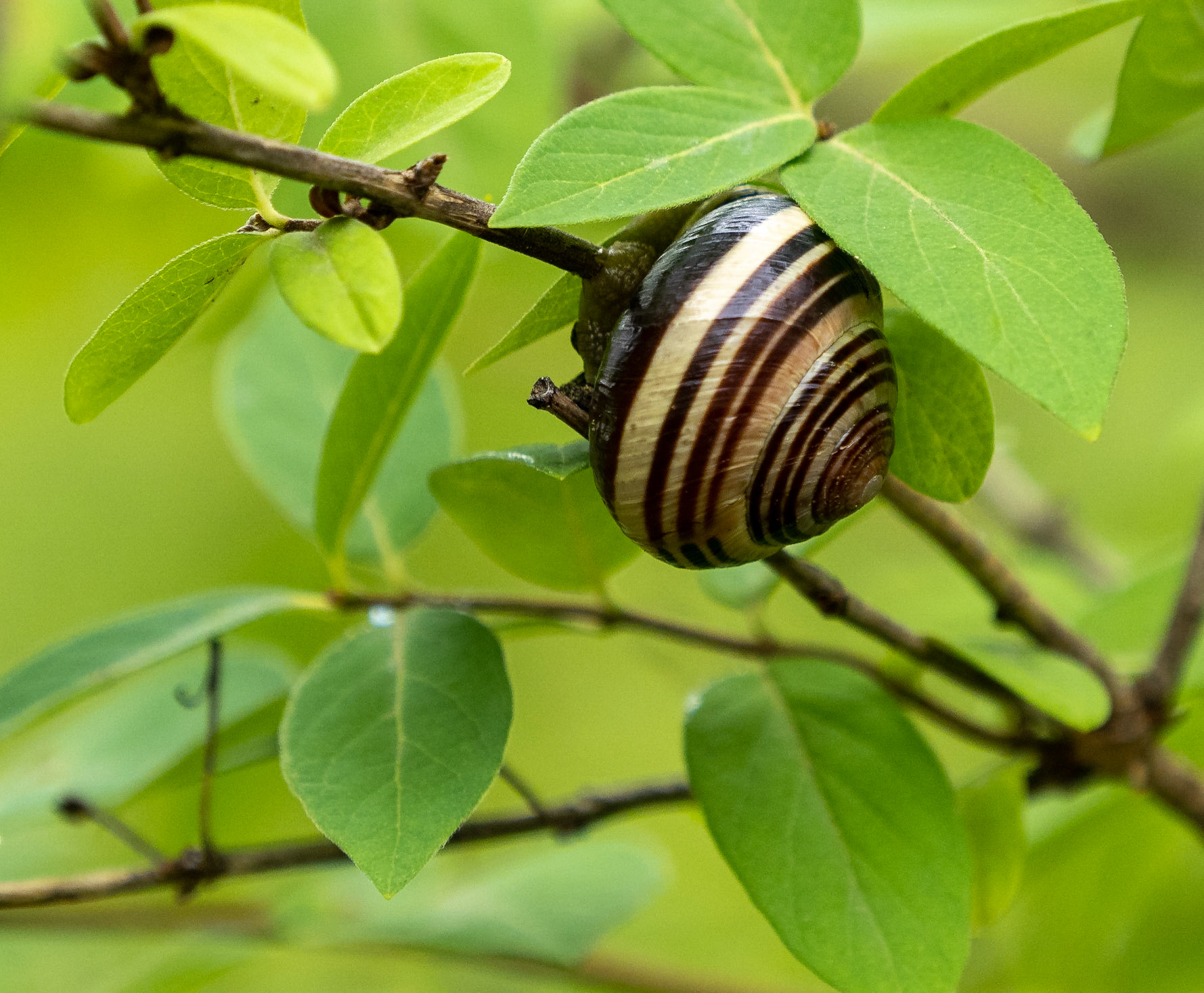 Land snail