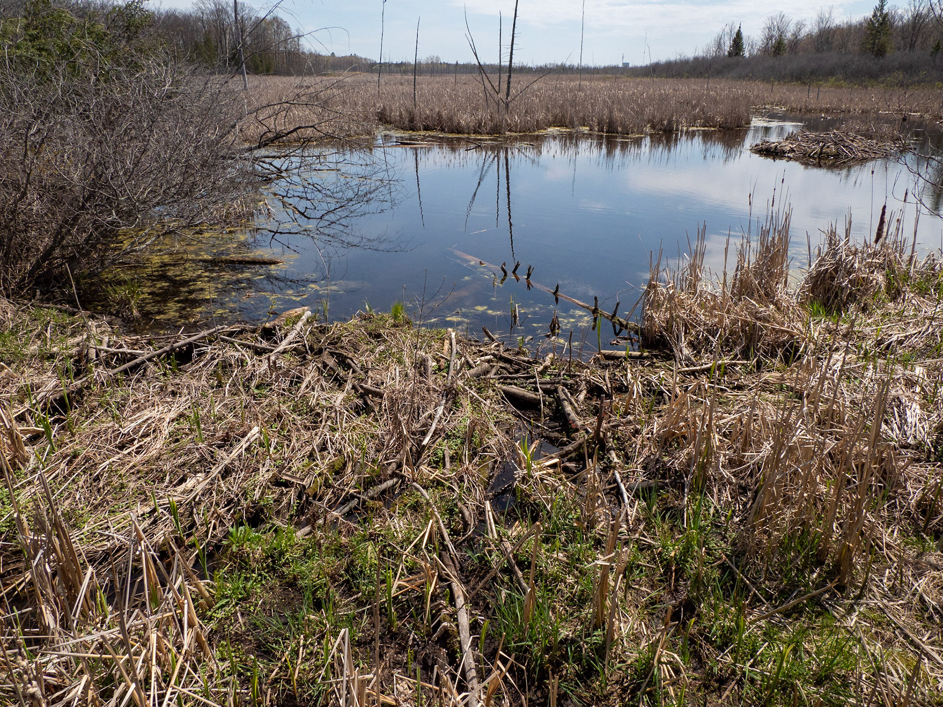 beaver lodge and dam