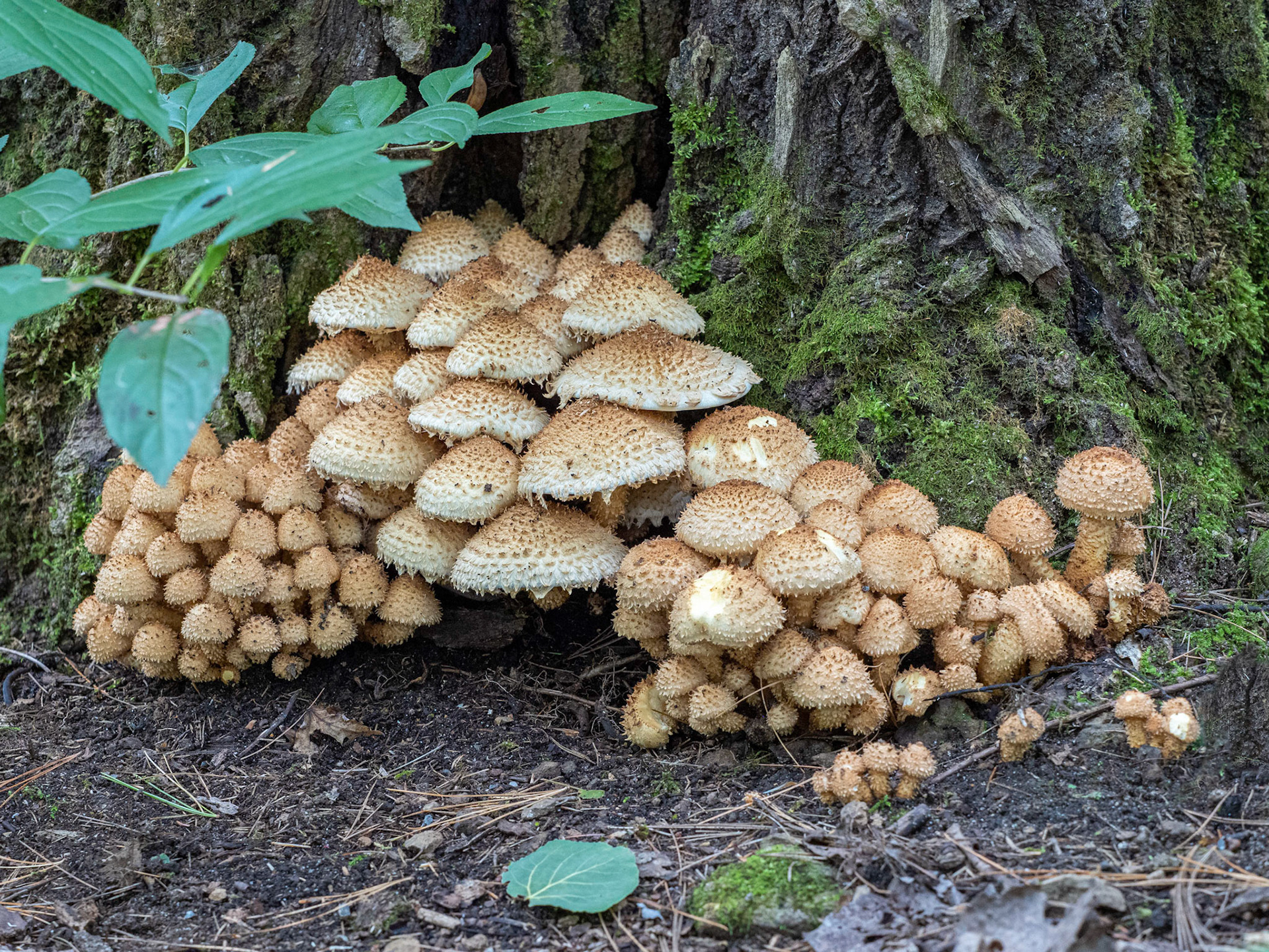 A mushroom or two....