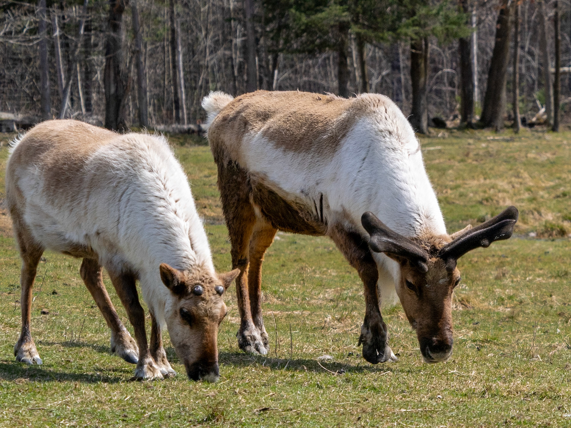 caribou