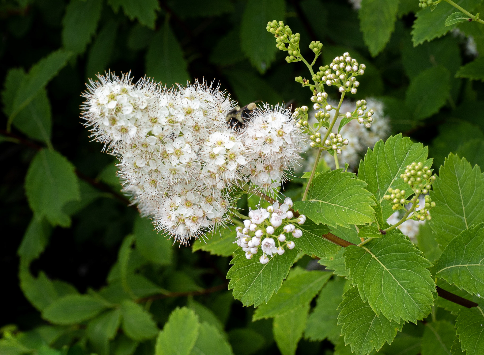 White meadowsweet