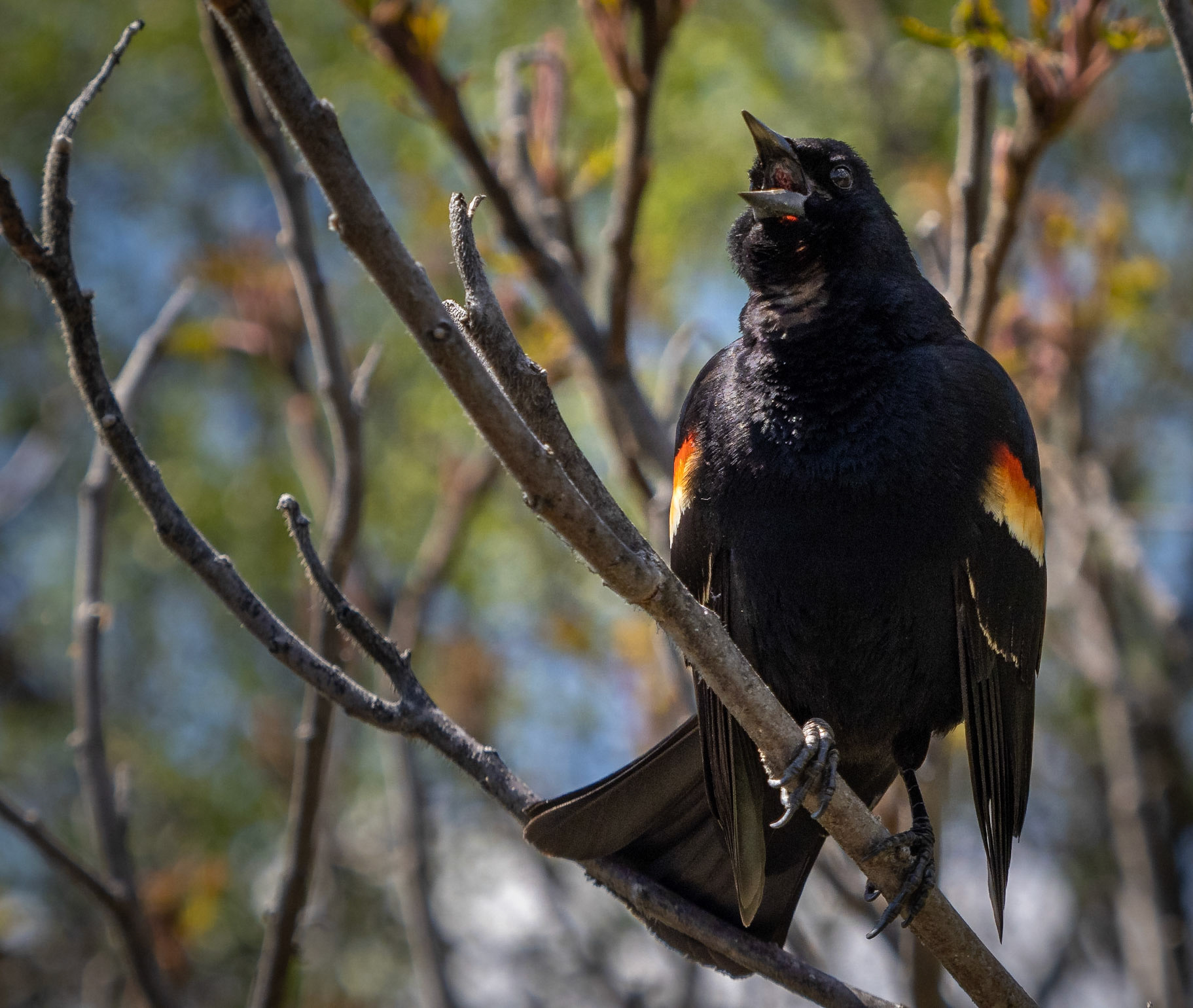 red-winged blackbird